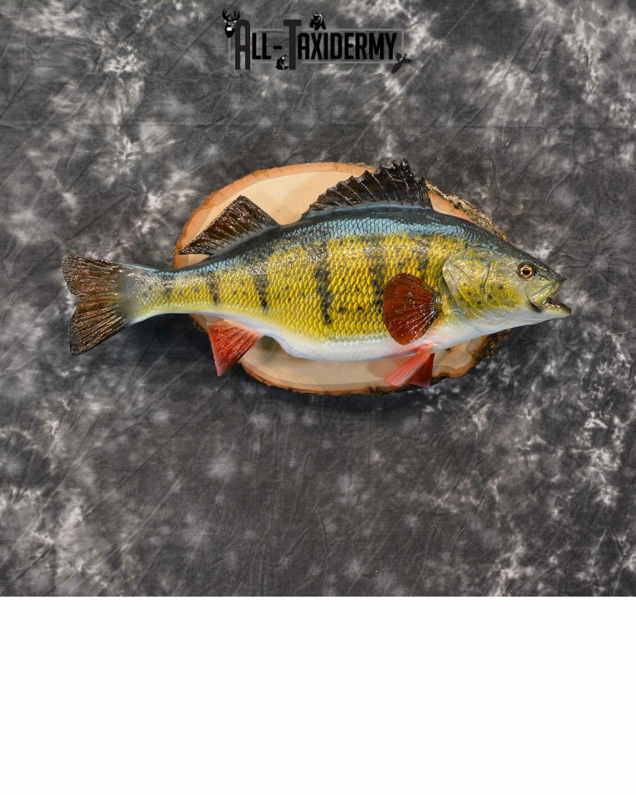 Yellow Perch Reproduction Taxidermy for Sale SKU 1189