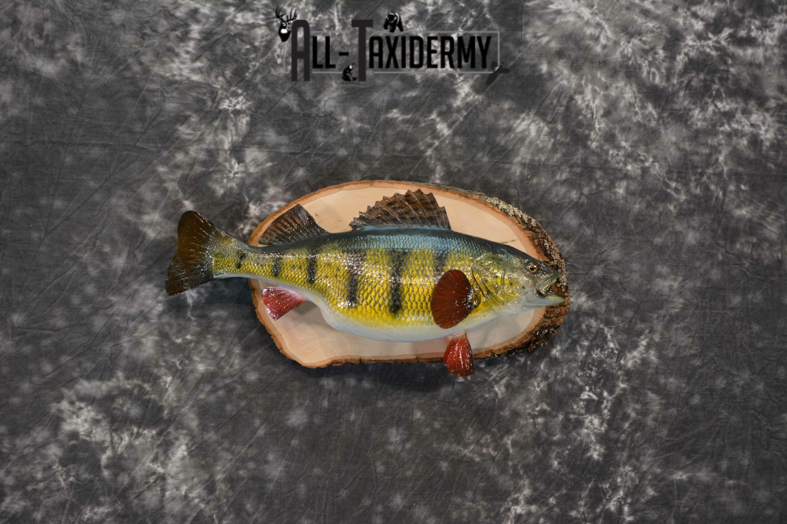 Yellow Perch Reproduction Taxidermy for Sale SKU 1191