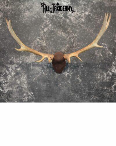 Elk antler base taxidermy mount for sale SKU 1083