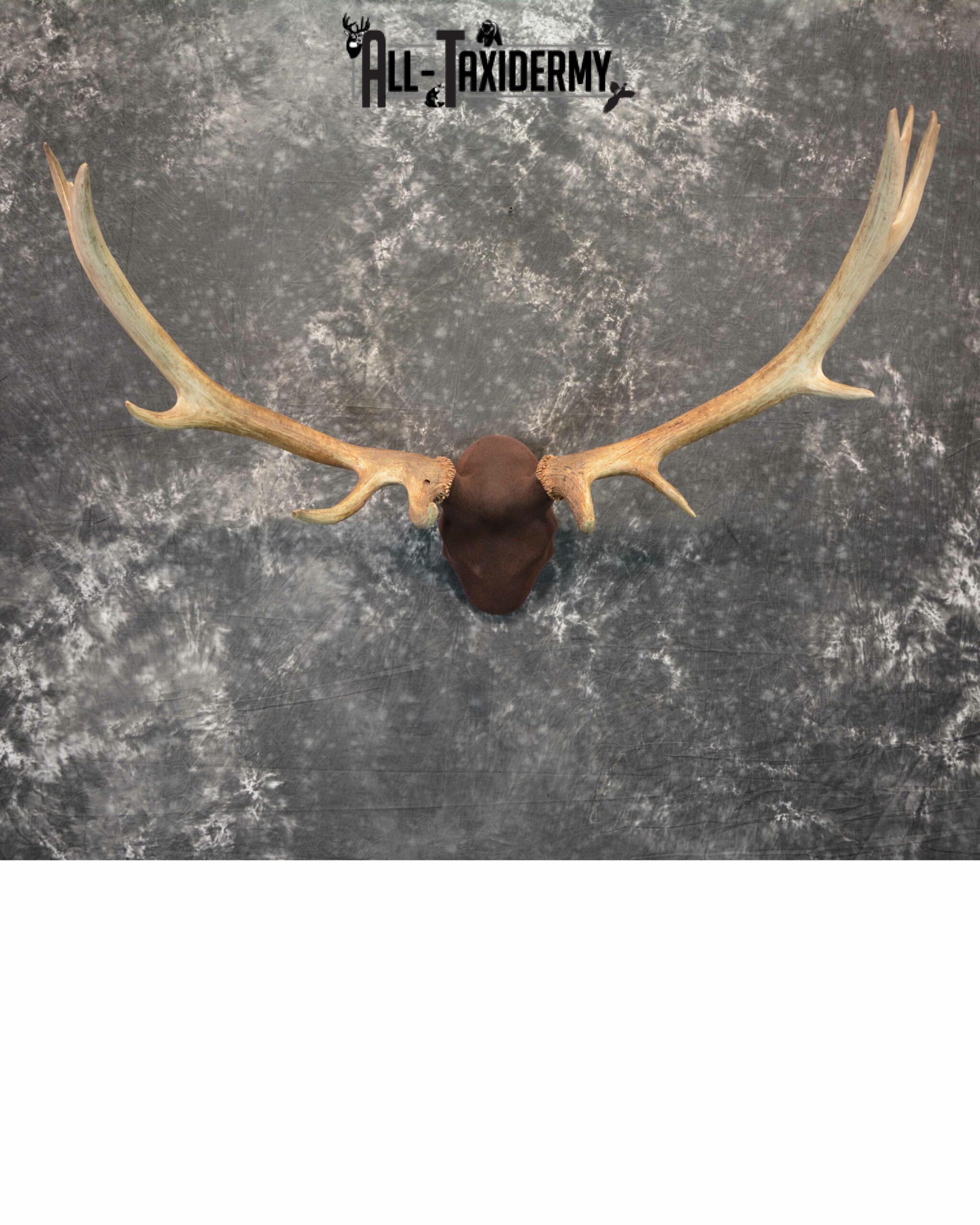 Elk antler base taxidermy mount for sale SKU 1083