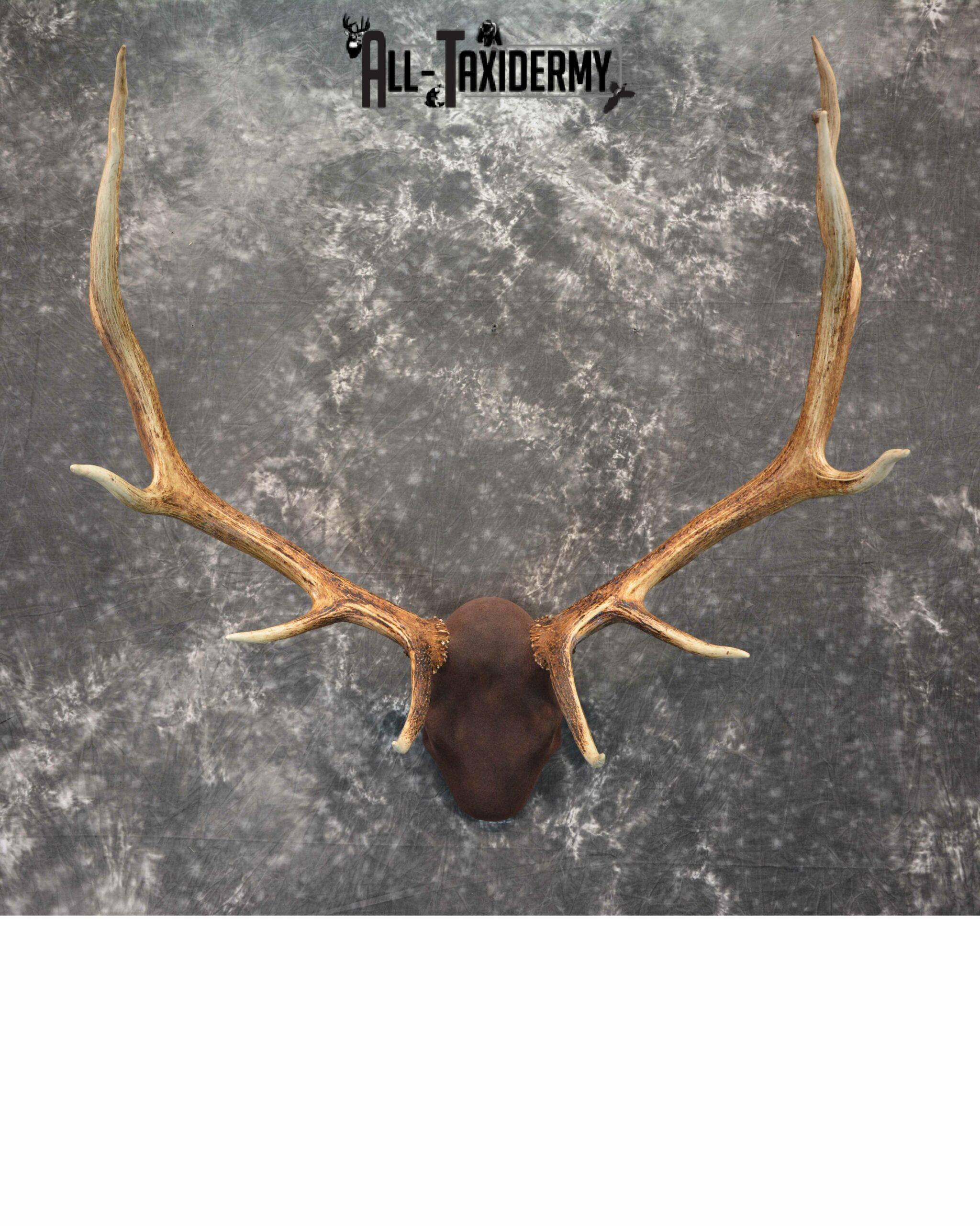 Elk antler base taxidermy mount for sale SKU 1084