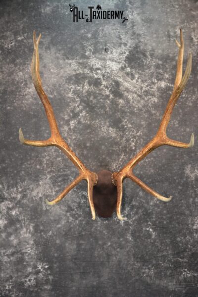 Elk antler base taxidermy mount for sale SKU 1085