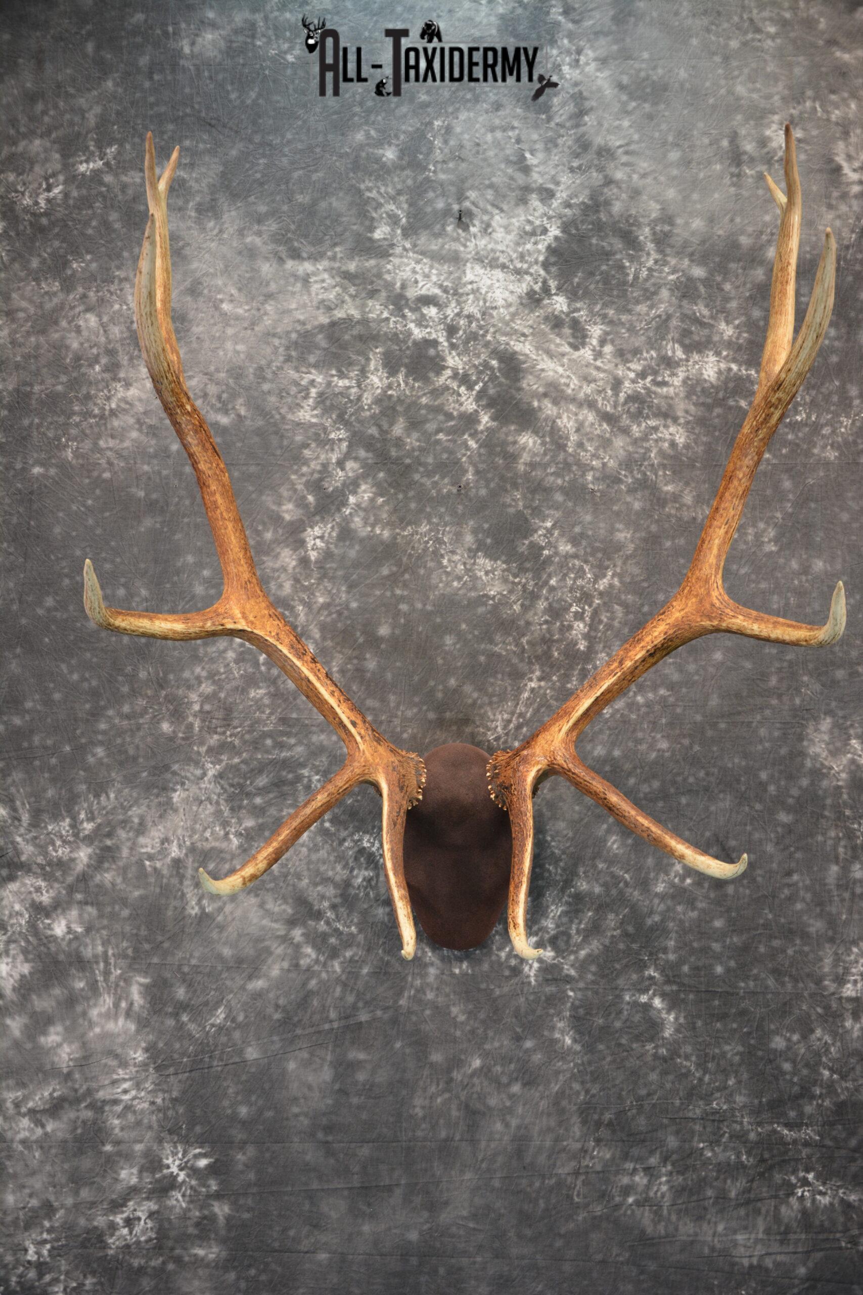 Elk antler base taxidermy mount for sale SKU 1085