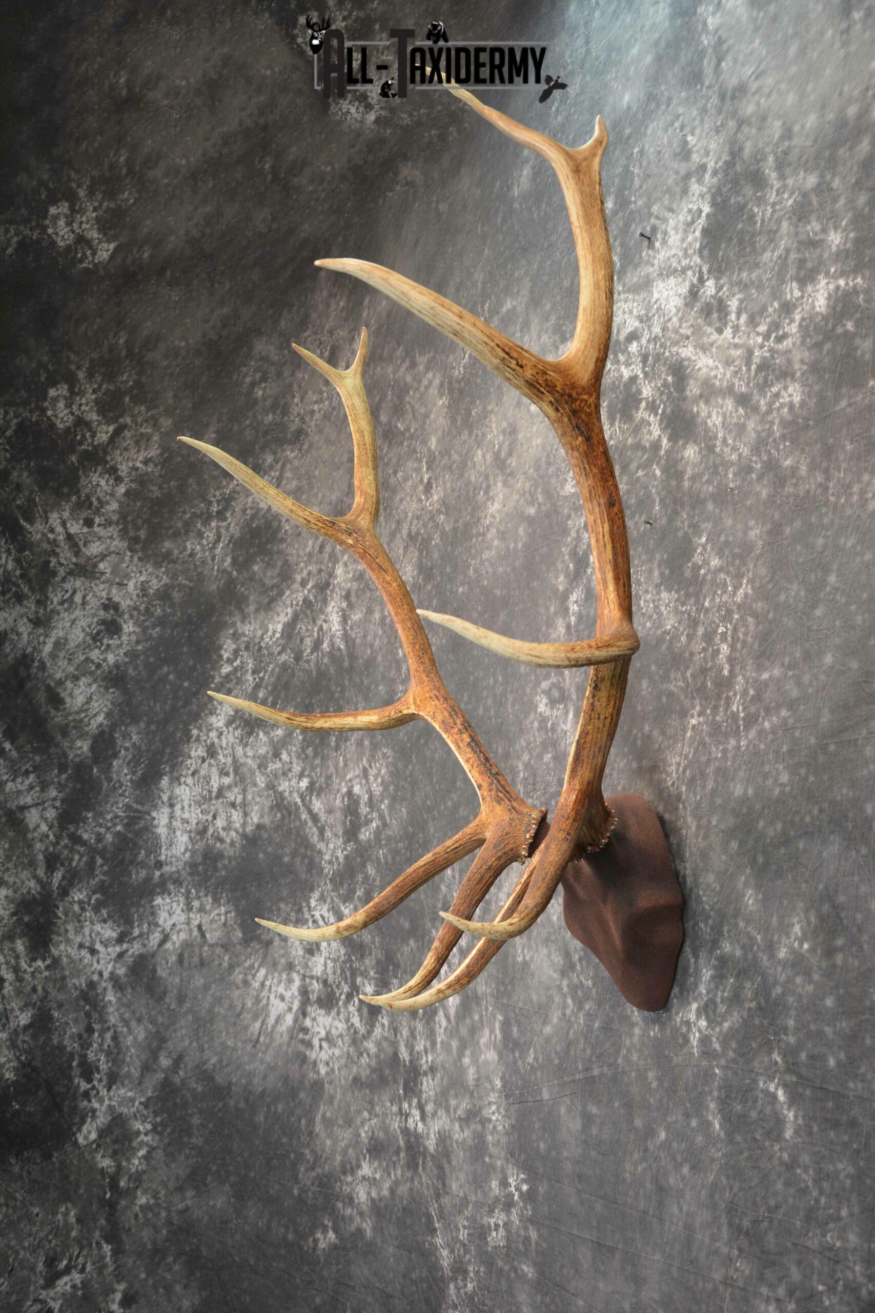 Elk antler base taxidermy mount for sale SKU 1084 - Image 2