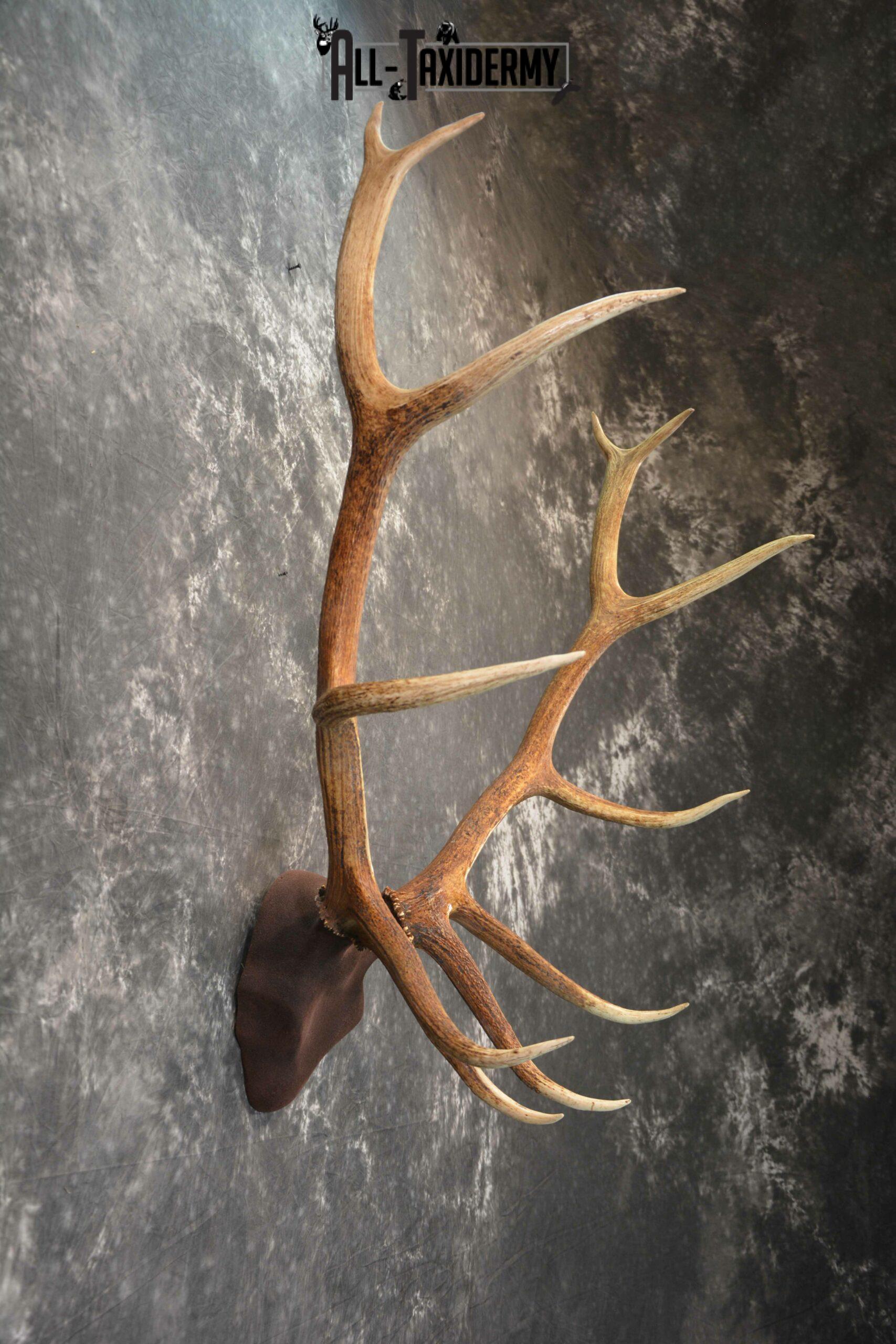 Elk antler base taxidermy mount for sale SKU 1085 - Image 3