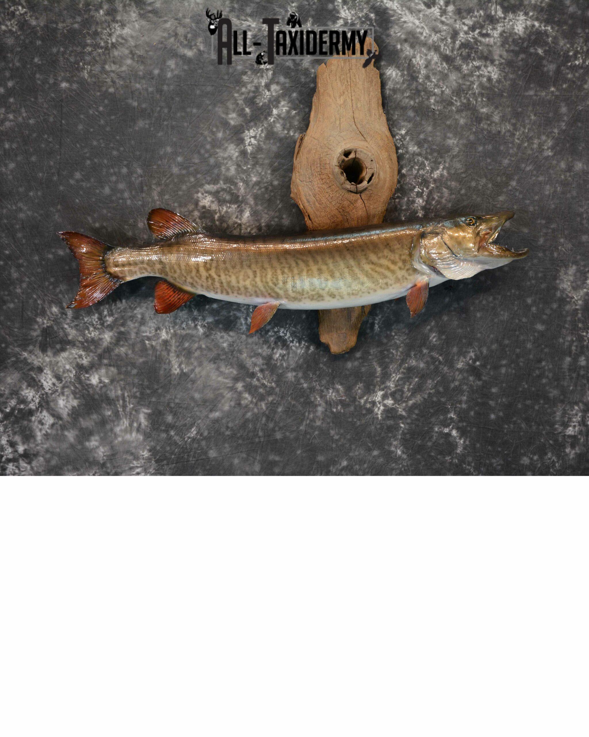 Musky on drift wood Taxidermy mount for Sale SKU1021