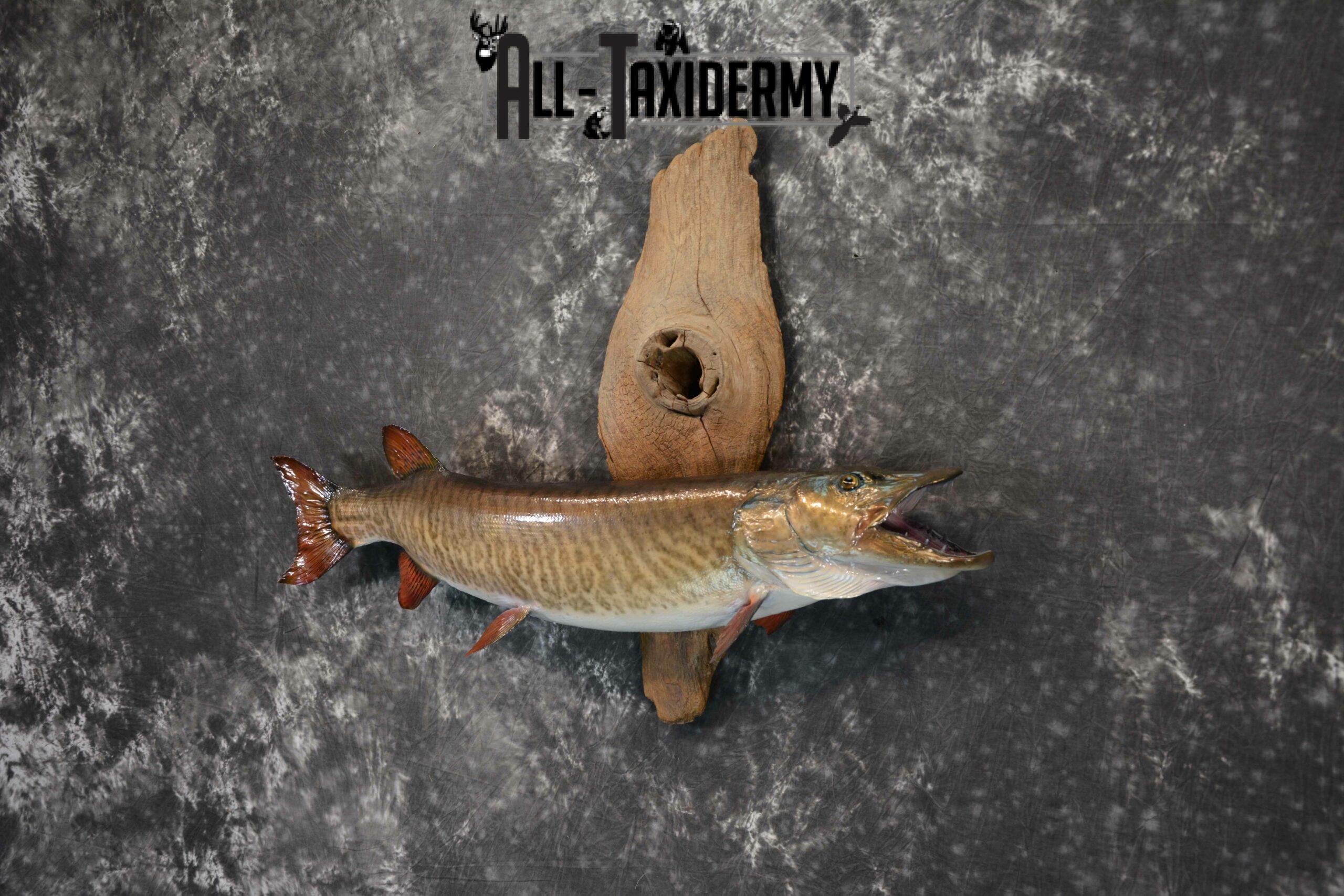 Musky on drift wood Taxidermy mount for Sale SKU1021 - Image 3