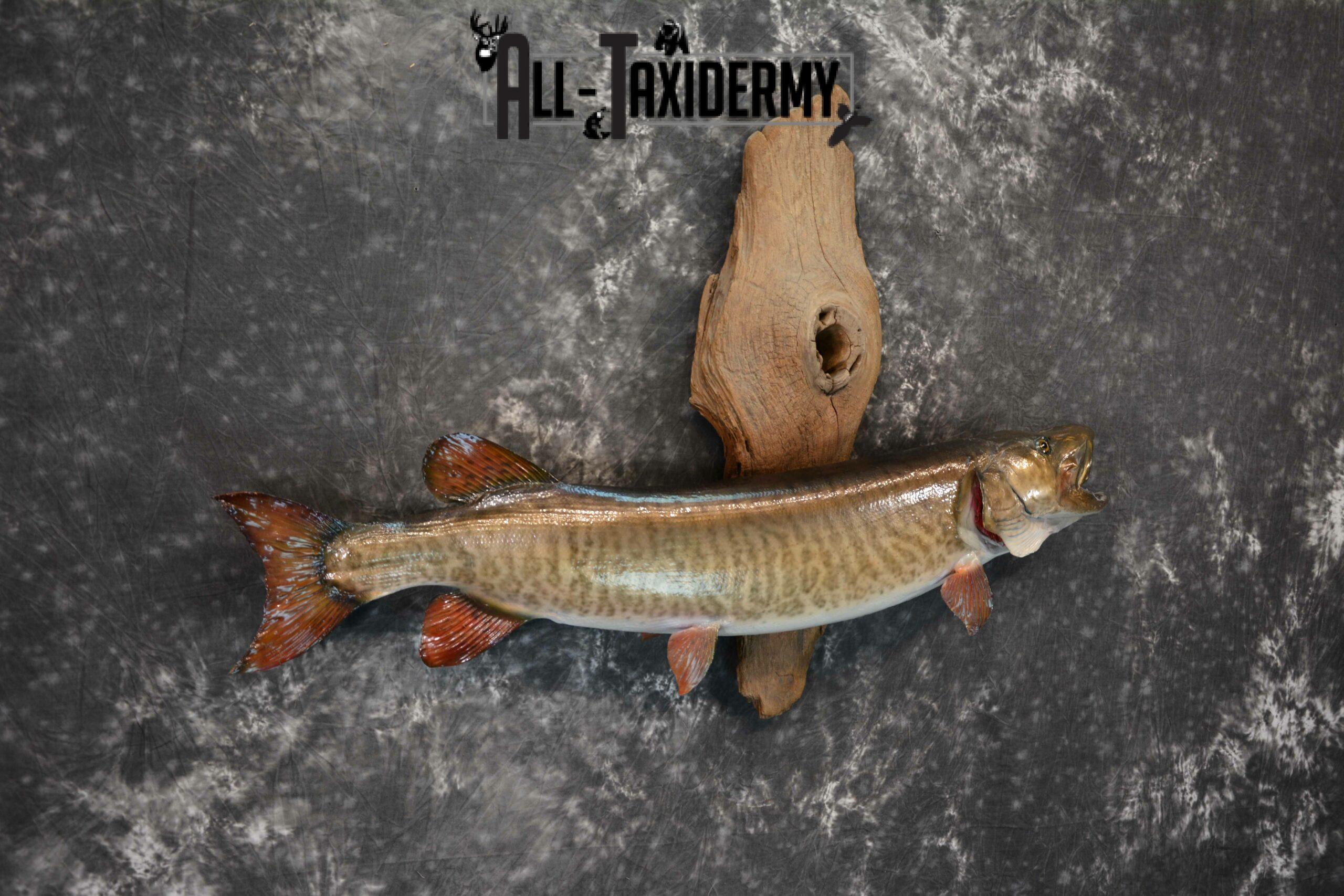 Musky on drift wood Taxidermy mount for Sale SKU1021 - Image 2
