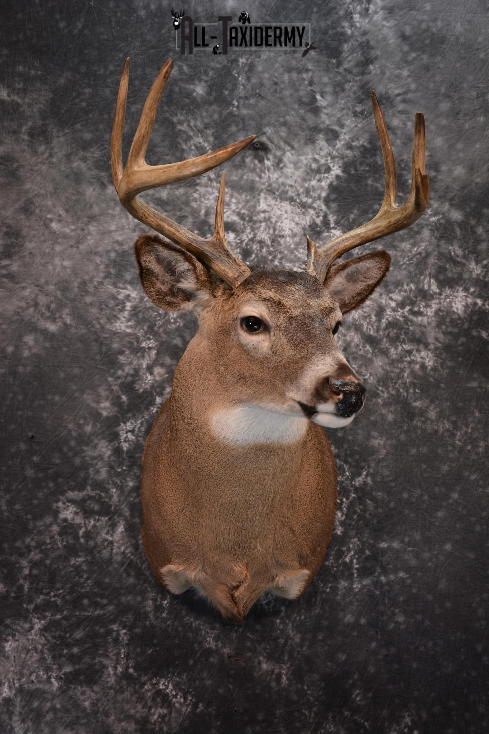 Whitetail Deer Taxidermy for Sale SKU 1027