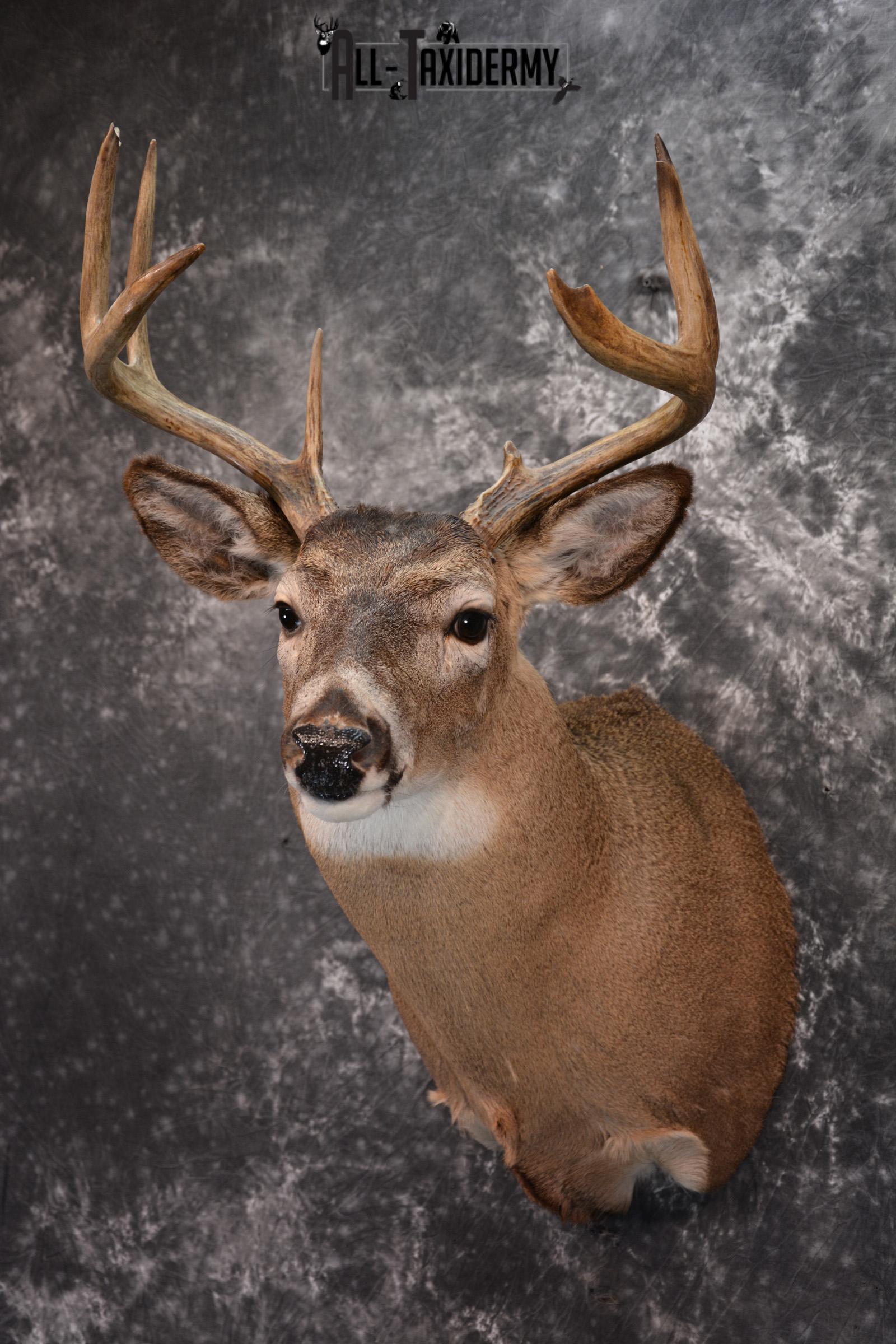 Whitetail Deer Taxidermy for Sale SKU 1027 - Image 8