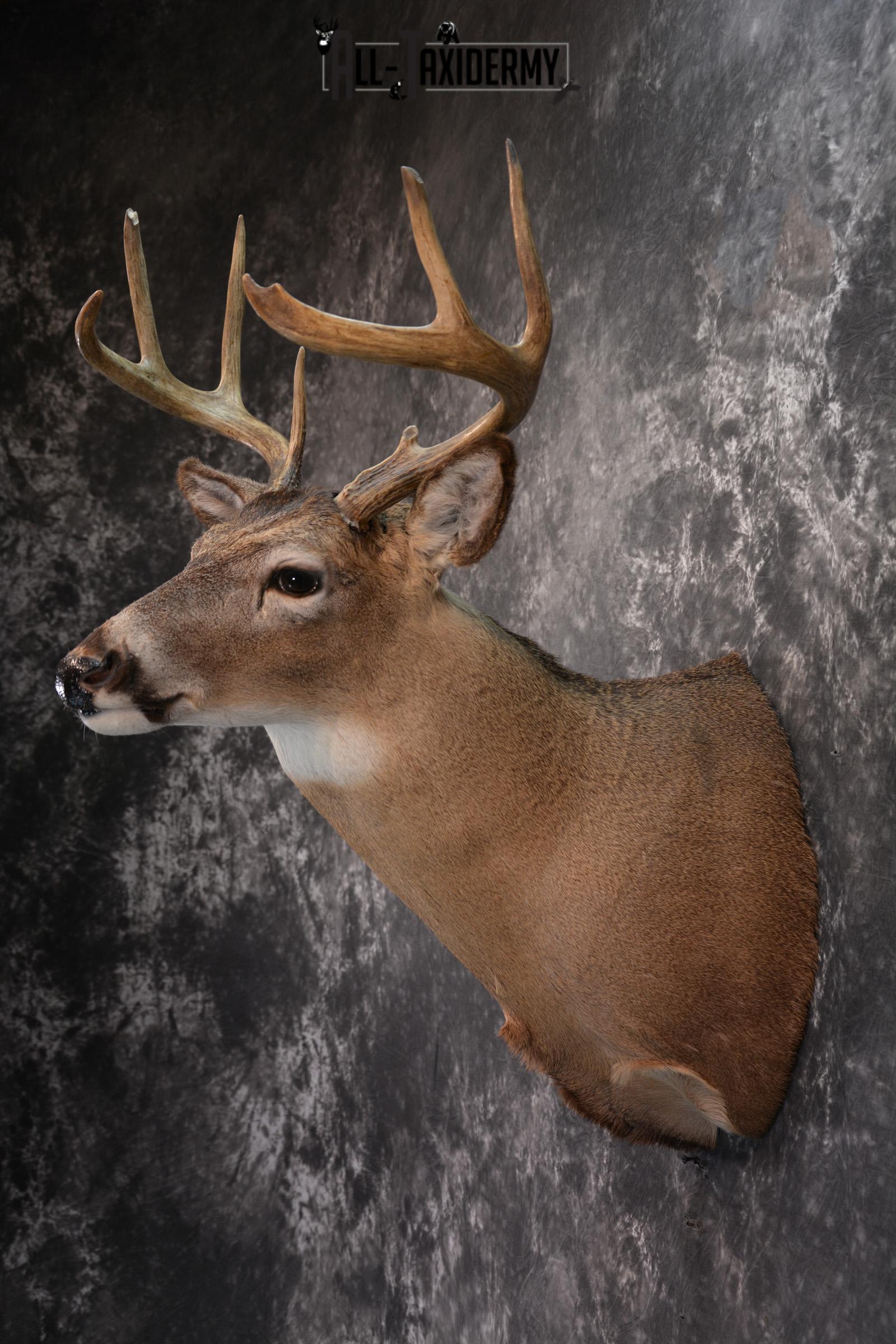 Whitetail Deer Taxidermy for Sale SKU 1027 - Image 7