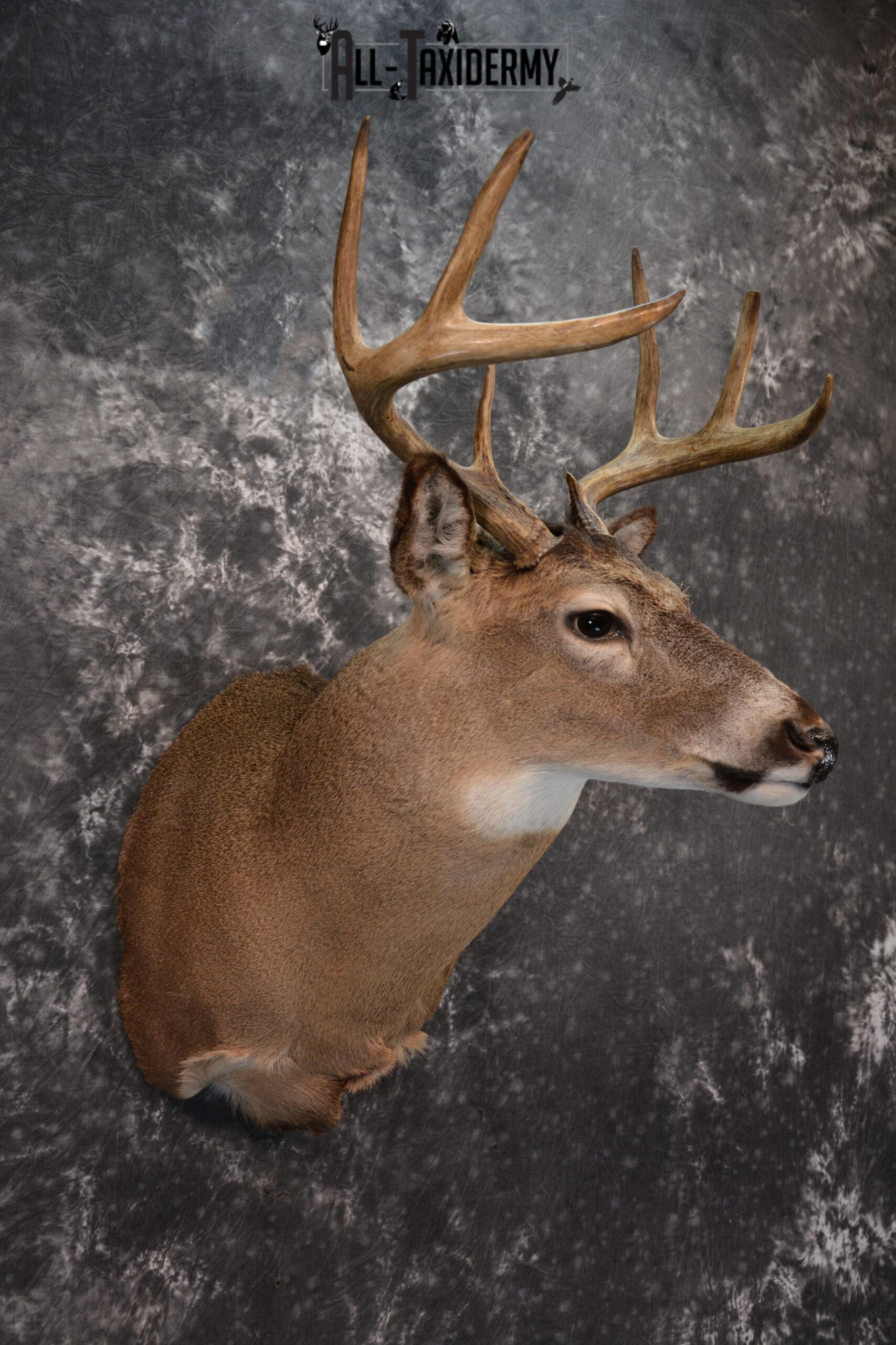 Whitetail Deer Taxidermy for Sale SKU 1027 - Image 6