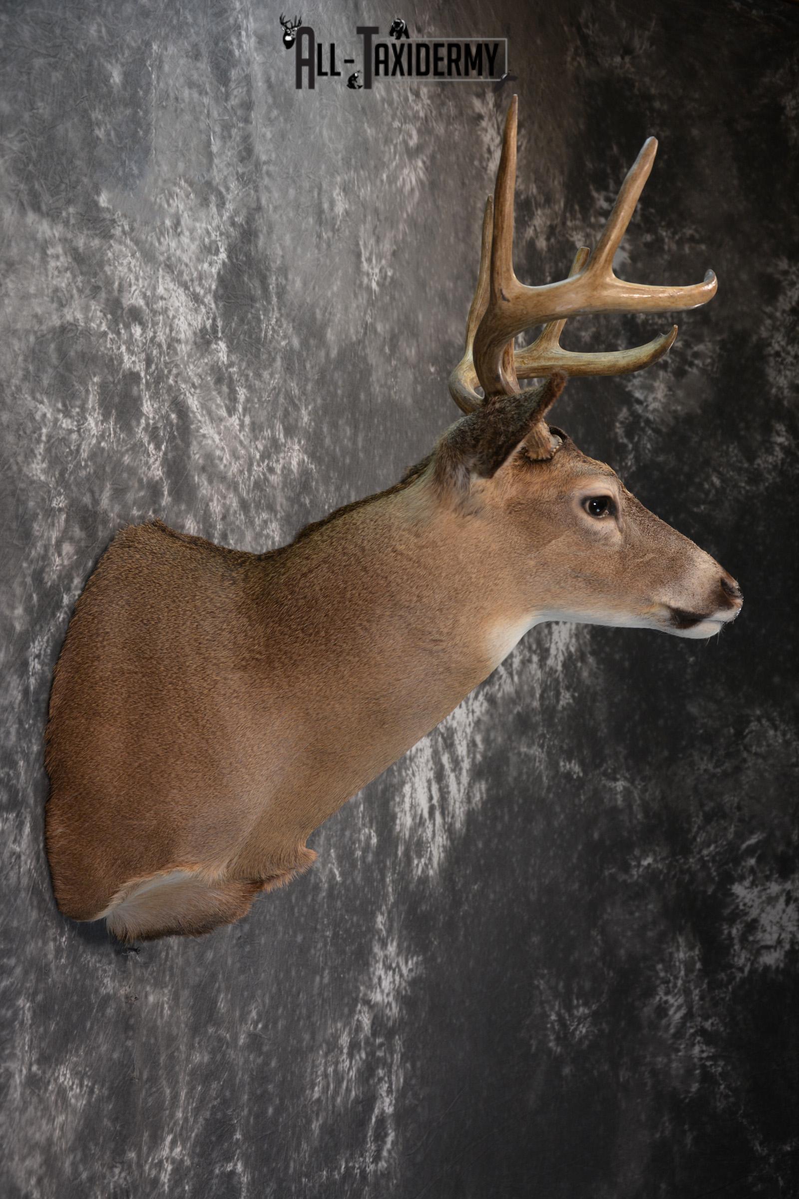 Whitetail Deer Taxidermy for Sale SKU 1027 - Image 5