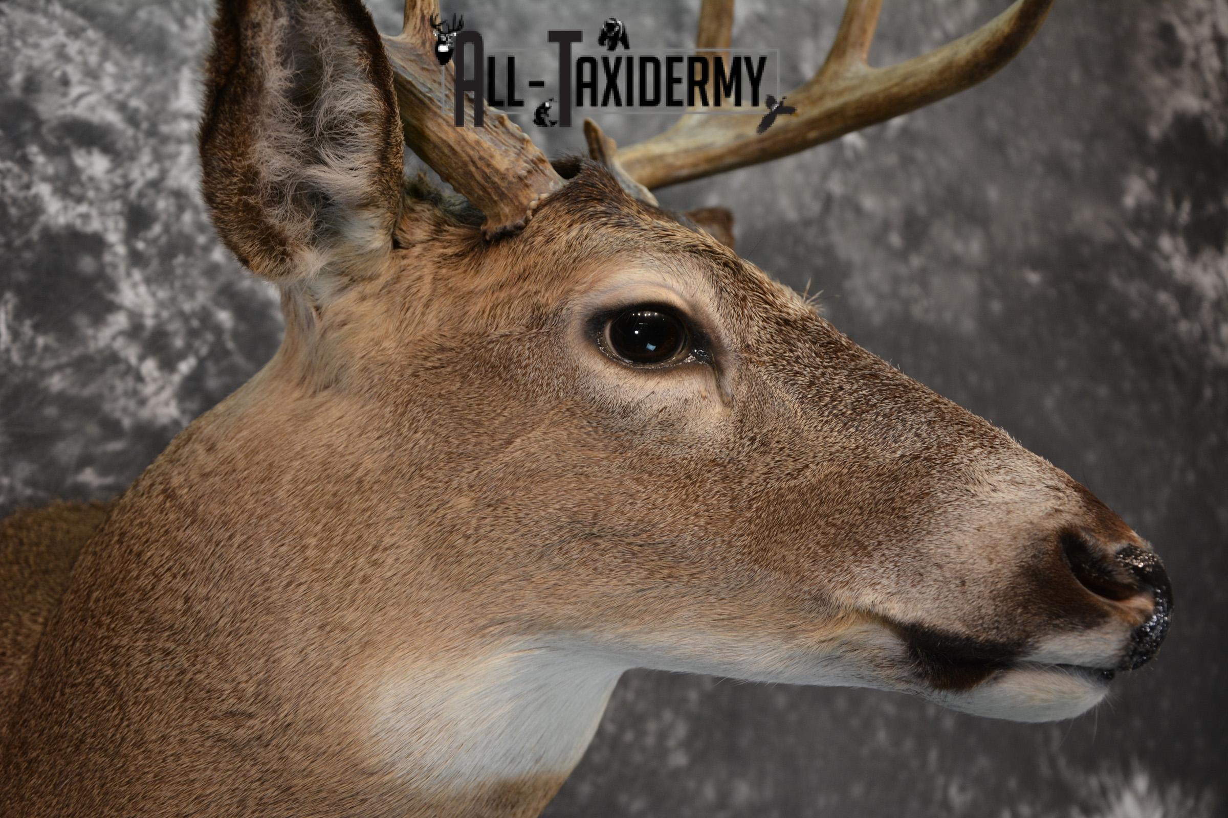 Whitetail Deer Taxidermy for Sale SKU 1027 - Image 4