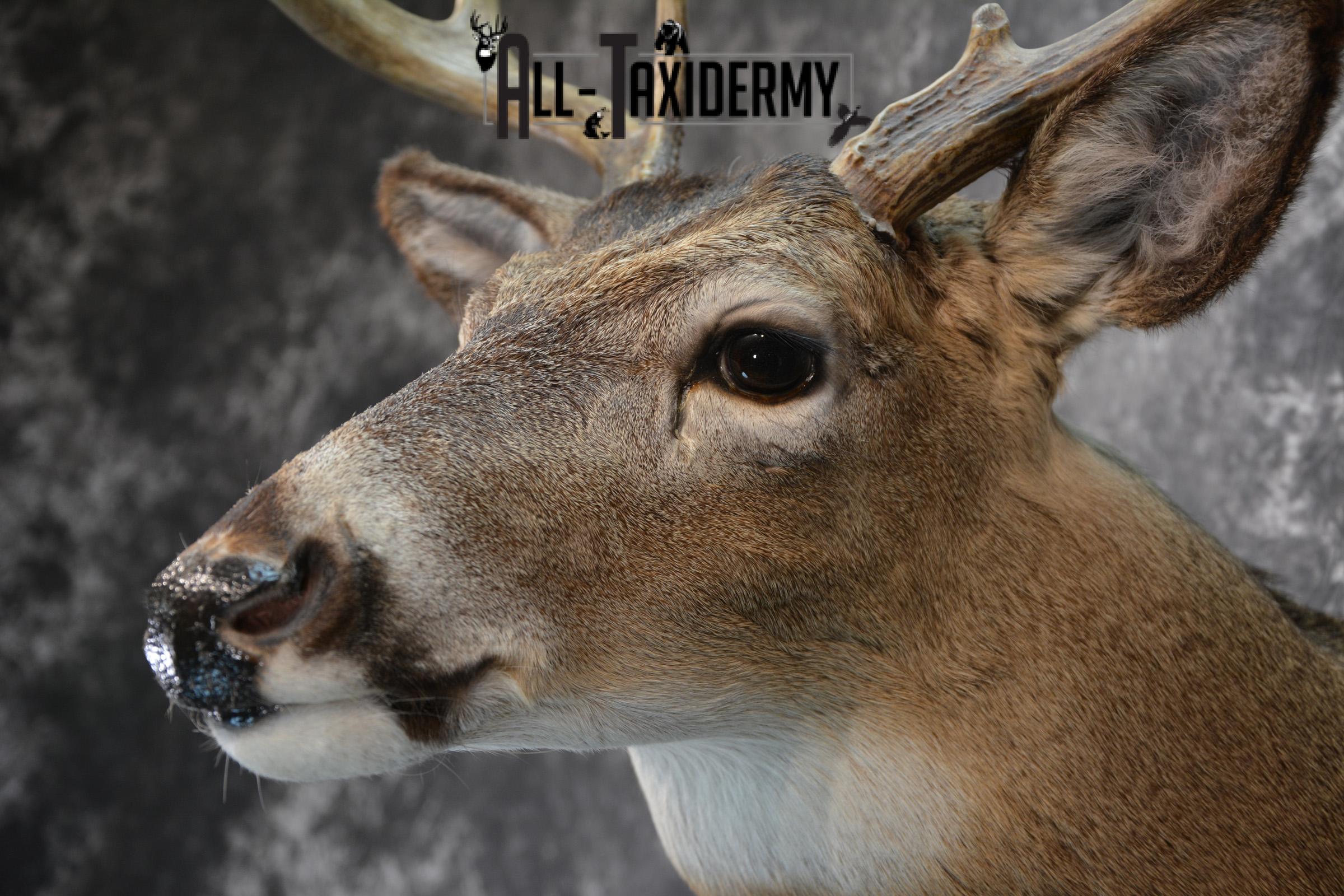 Whitetail Deer Taxidermy for Sale SKU 1027 - Image 3