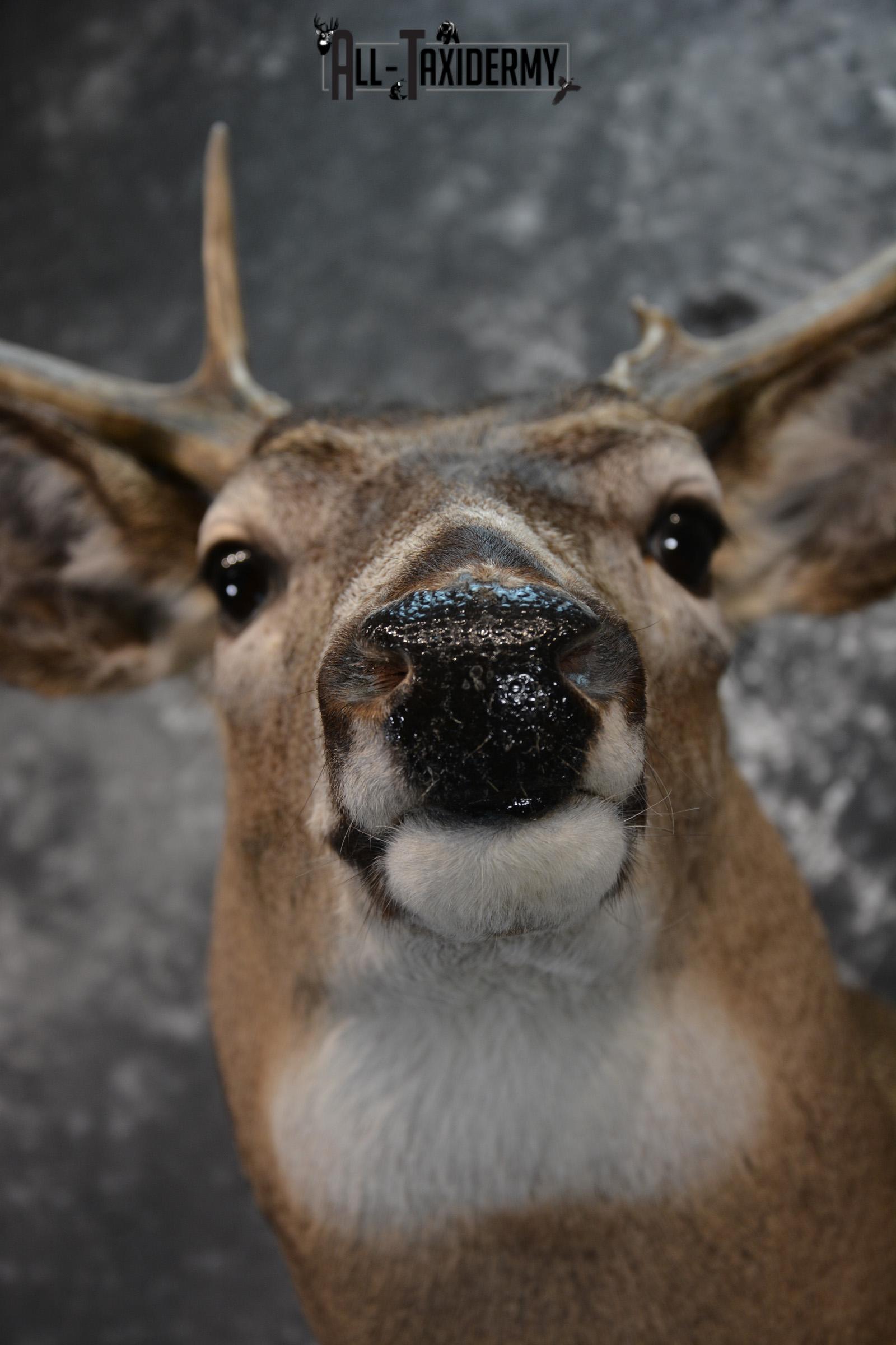 Whitetail Deer Taxidermy for Sale SKU 1027 - Image 2