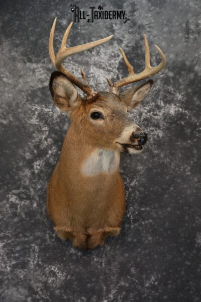 Whitetail Deer Taxidermy mount for Sale SKU 1074
