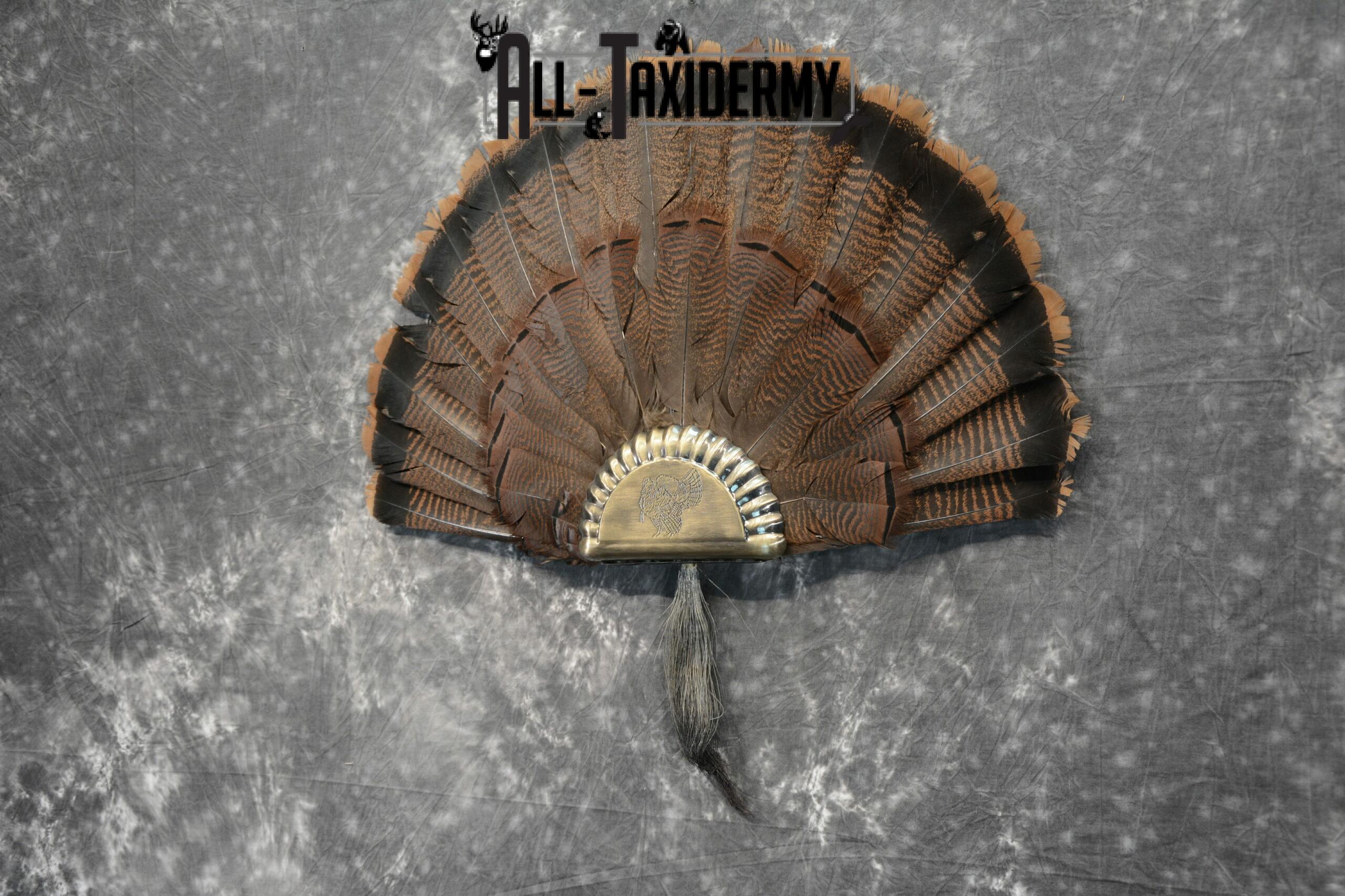 Eastern Turkey Taxidermy Tail Fan for Sale SKU 1115 - Image 3