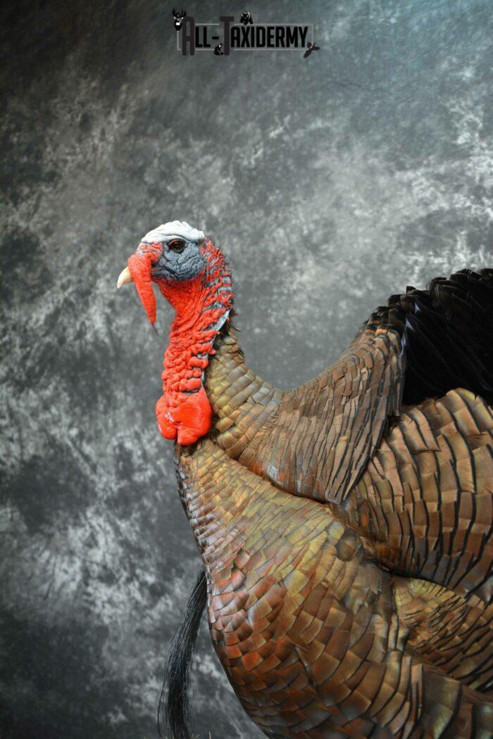 Eastern Turkey taxidermy