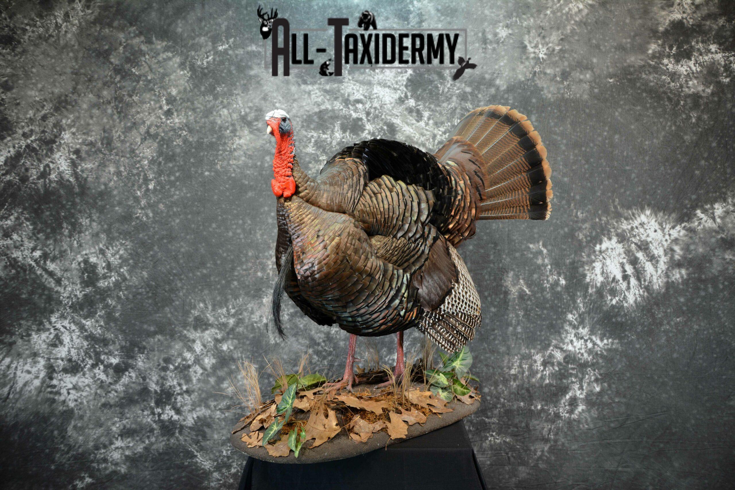 Eastern Turkey Taxidermy mount for Sale SKU 1149 - Image 3