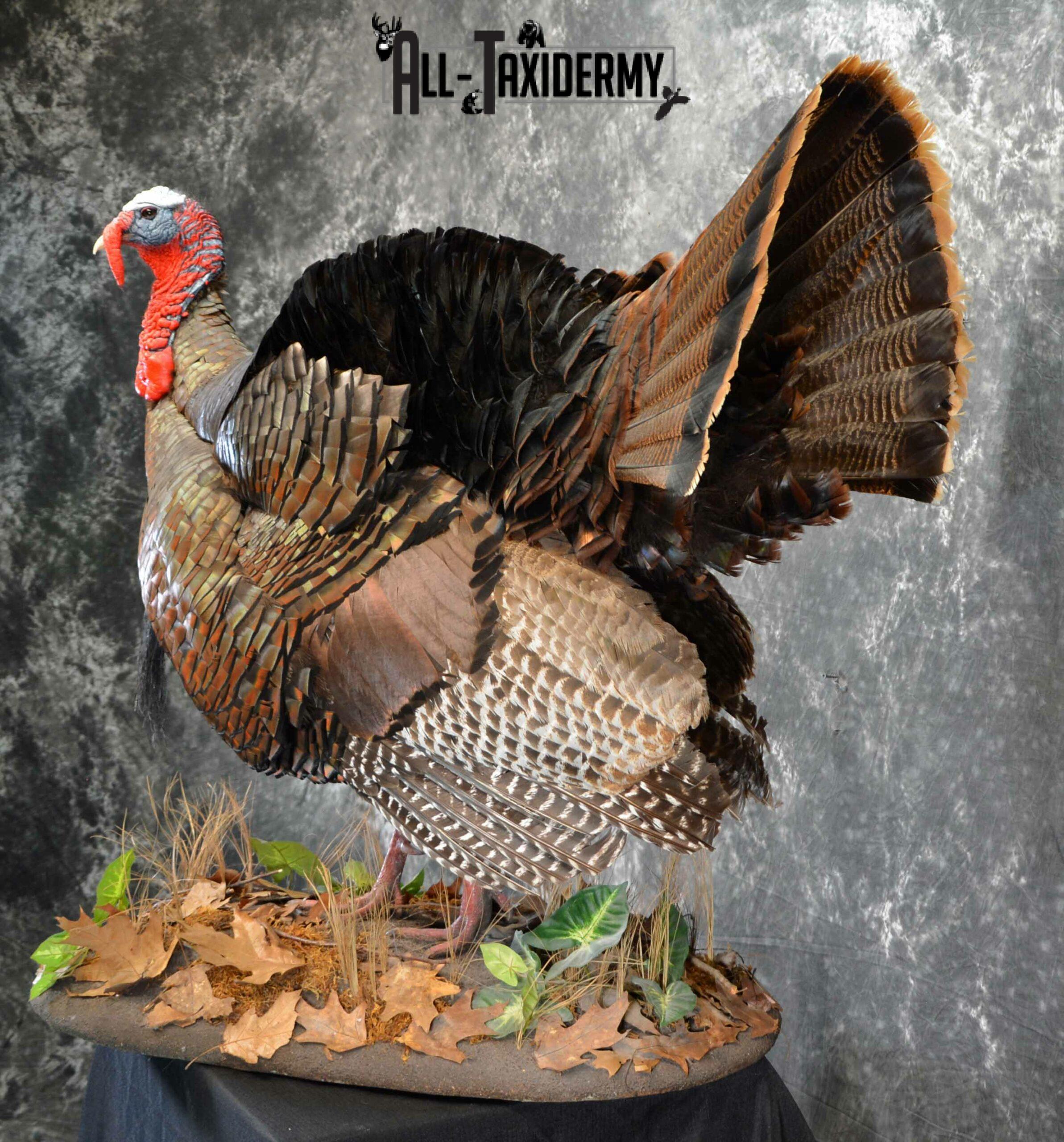 Eastern Turkey Taxidermy mount for Sale SKU 1149 - Image 2