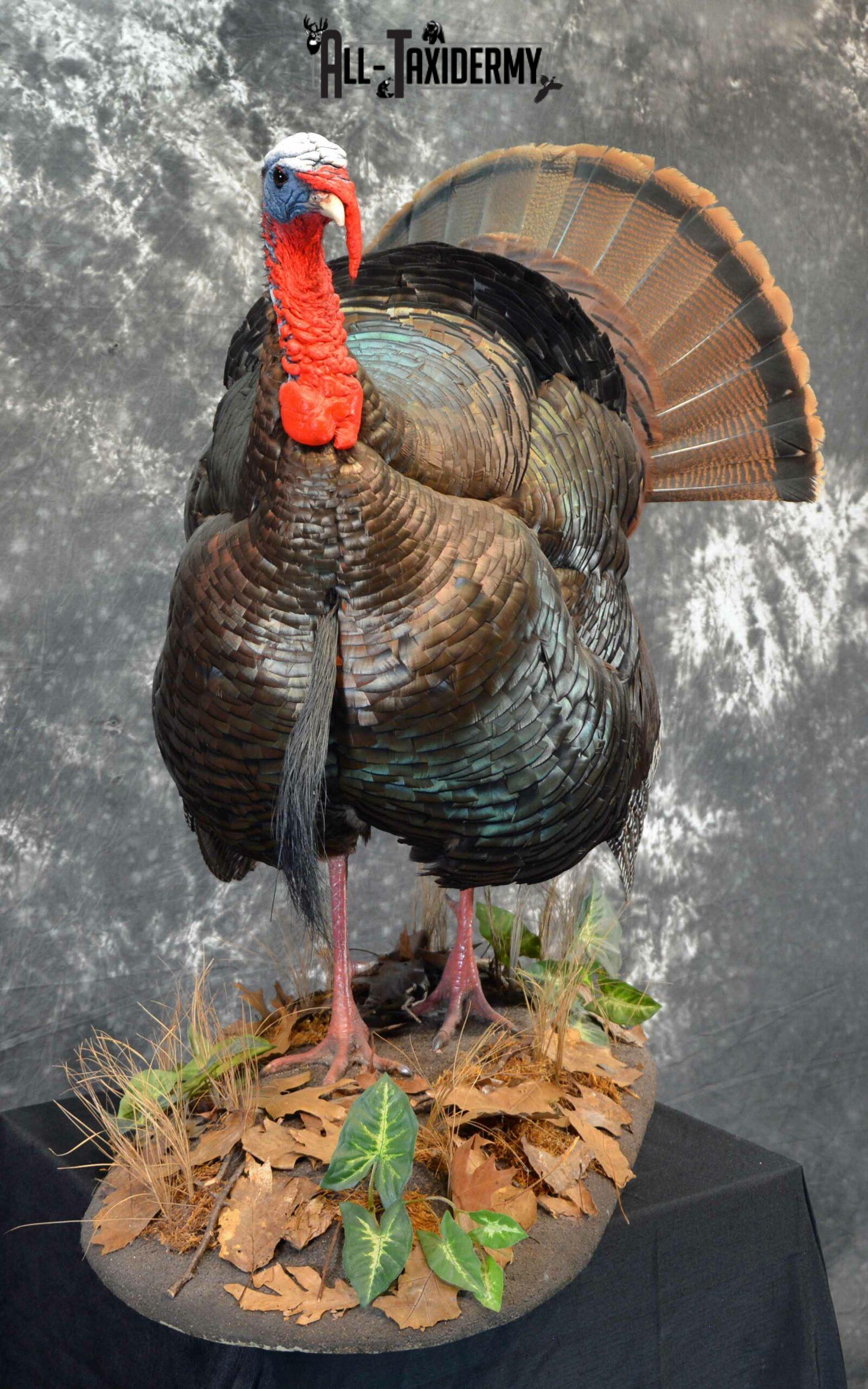Eastern Turkey Taxidermy mount for Sale SKU 1149 - Image 5