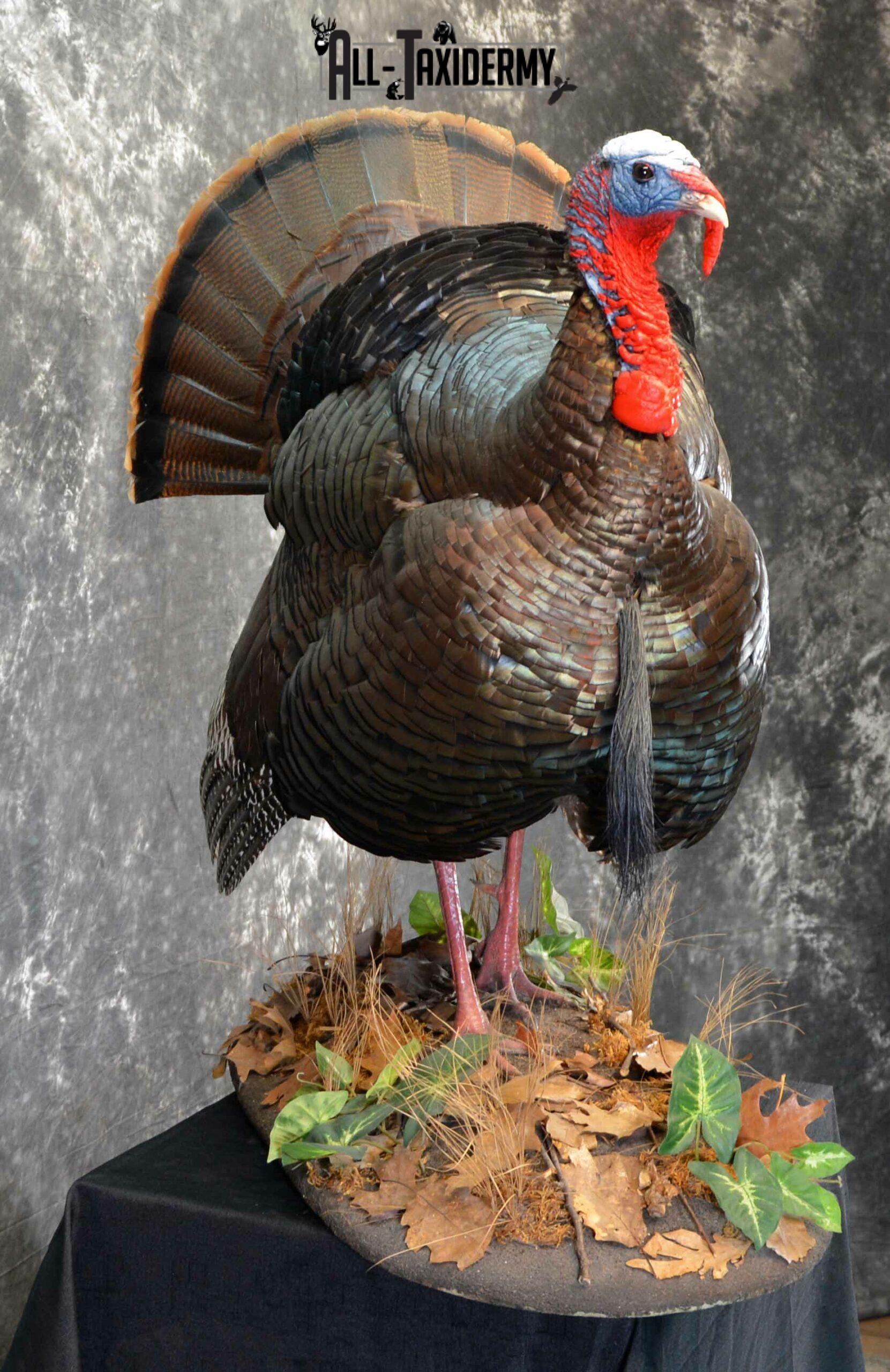 Eastern Turkey Taxidermy mount for Sale SKU 1149 - Image 6