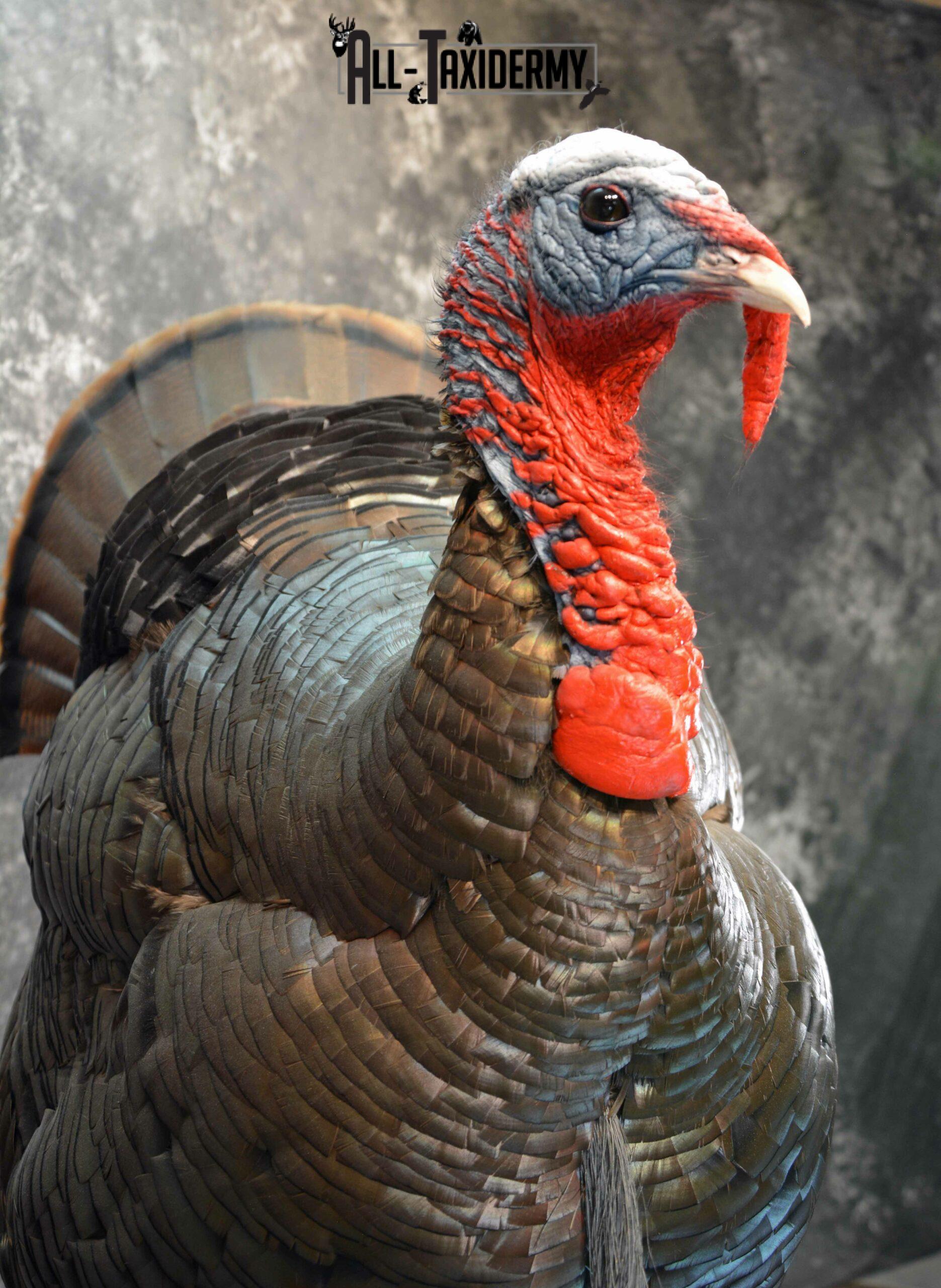 Eastern Turkey Taxidermy mount for Sale SKU 1149 - Image 7