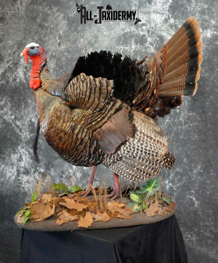 Eastern Turkey taxidermy