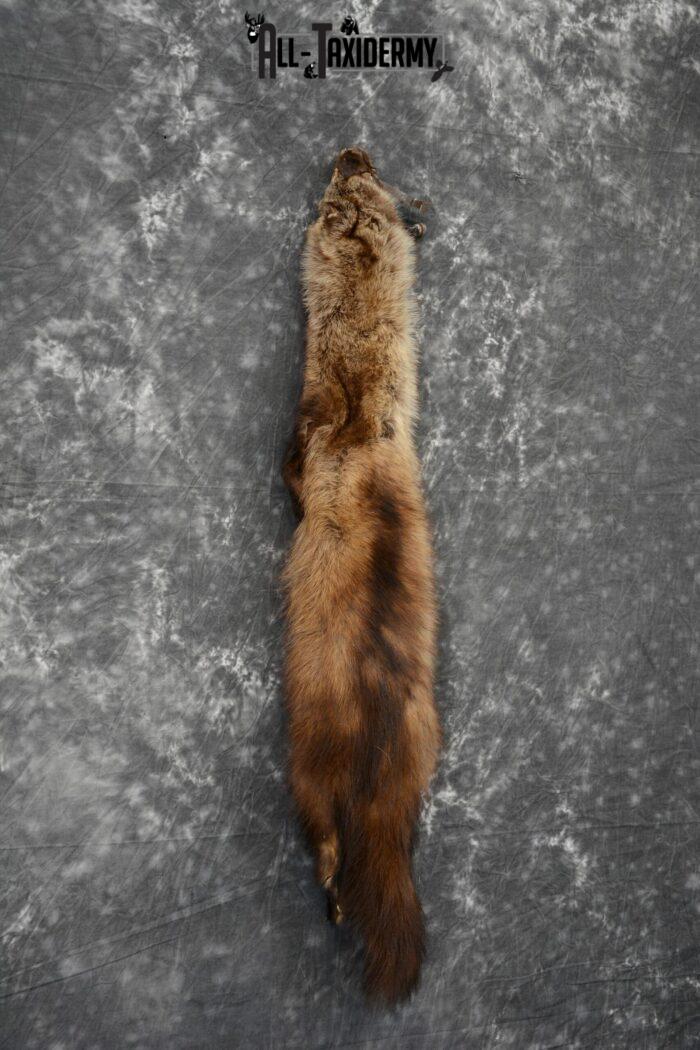 Fisher hide pelt