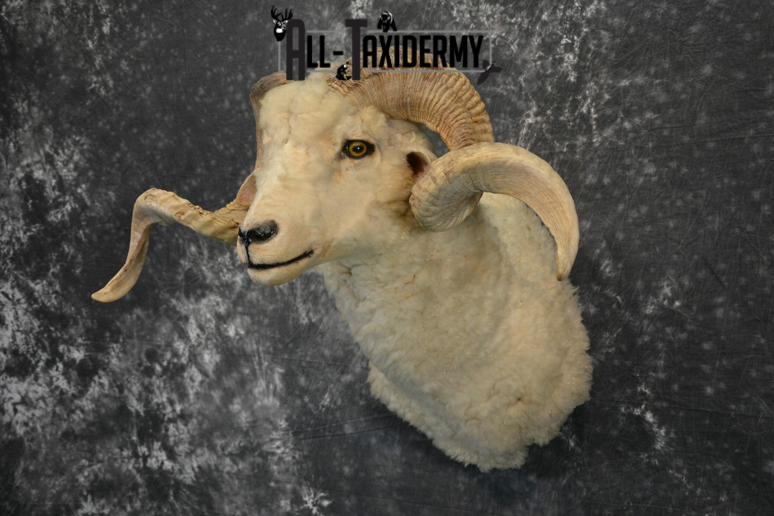 Rambouillet Hybrid Sheep cross Taxidermy for Sale SKU 1140 - Image 3