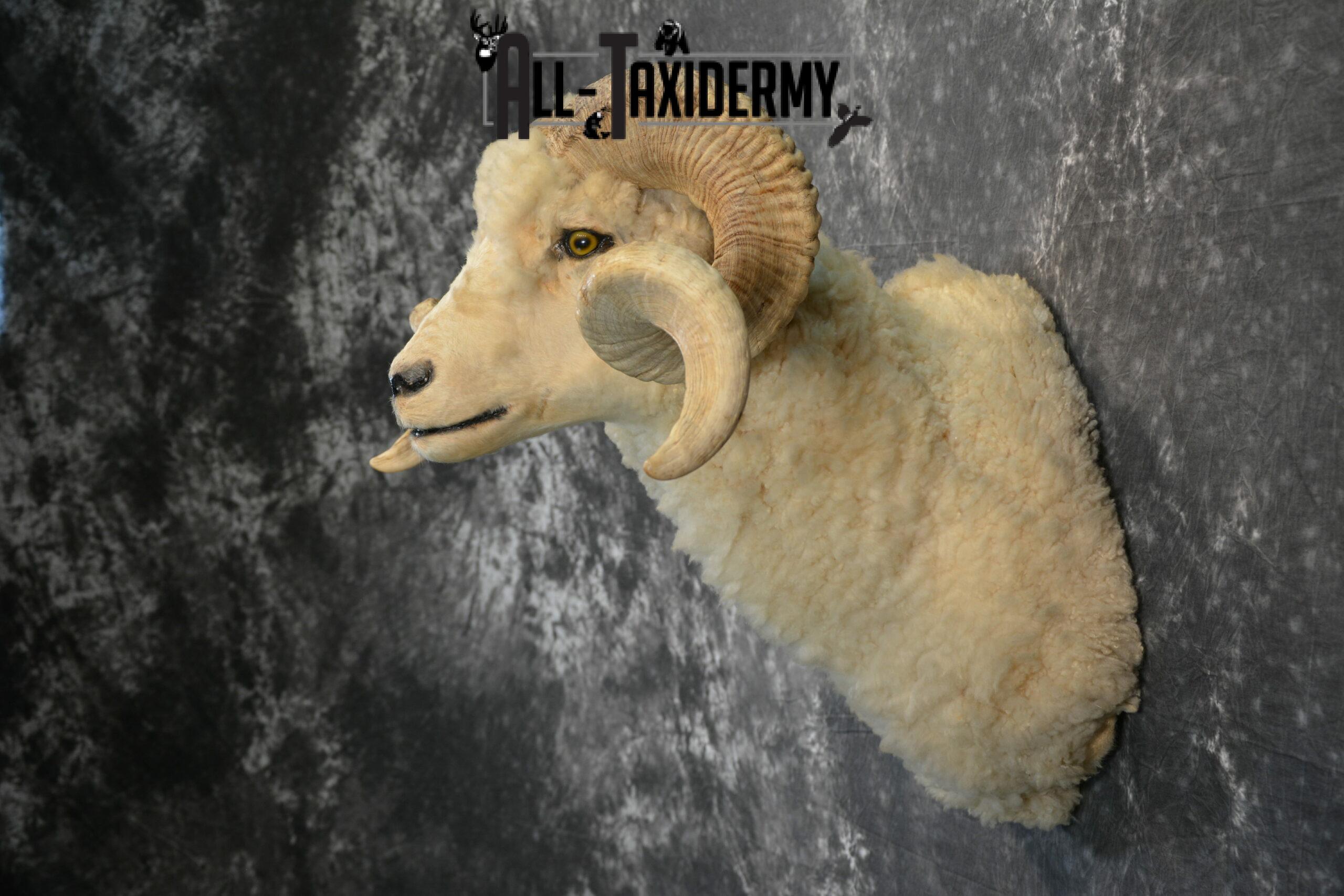 Rambouillet Hybrid Sheep cross Taxidermy for Sale SKU 1140 - Image 4