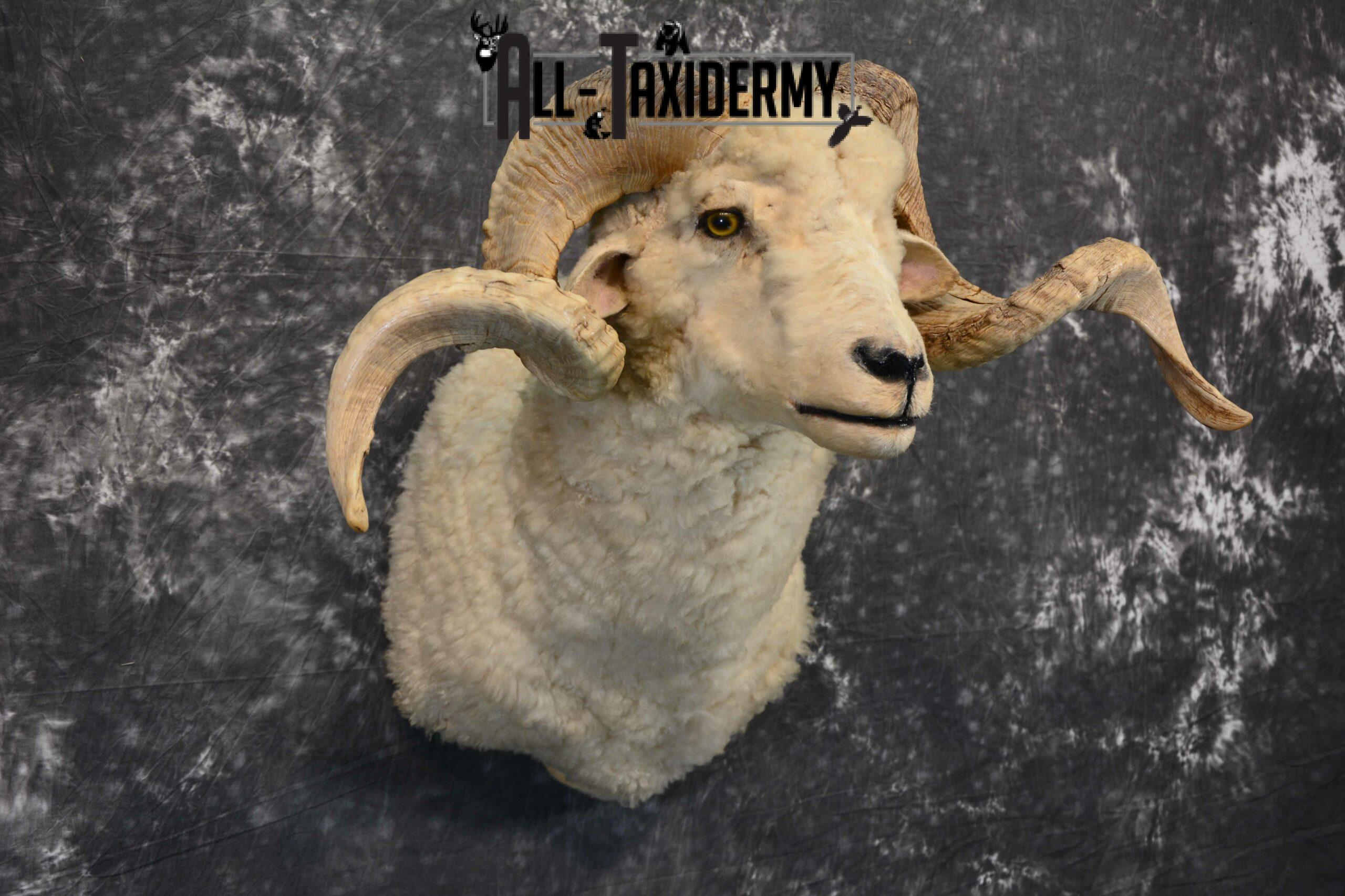 Rambouillet Hybrid Sheep cross Taxidermy for Sale SKU 1140 - Image 5