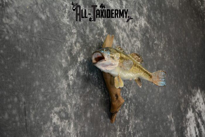 Largemouth Bass Taxidermy