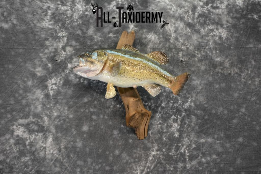 Largemouth Bass Taxidermy Mounts All Taxidermy