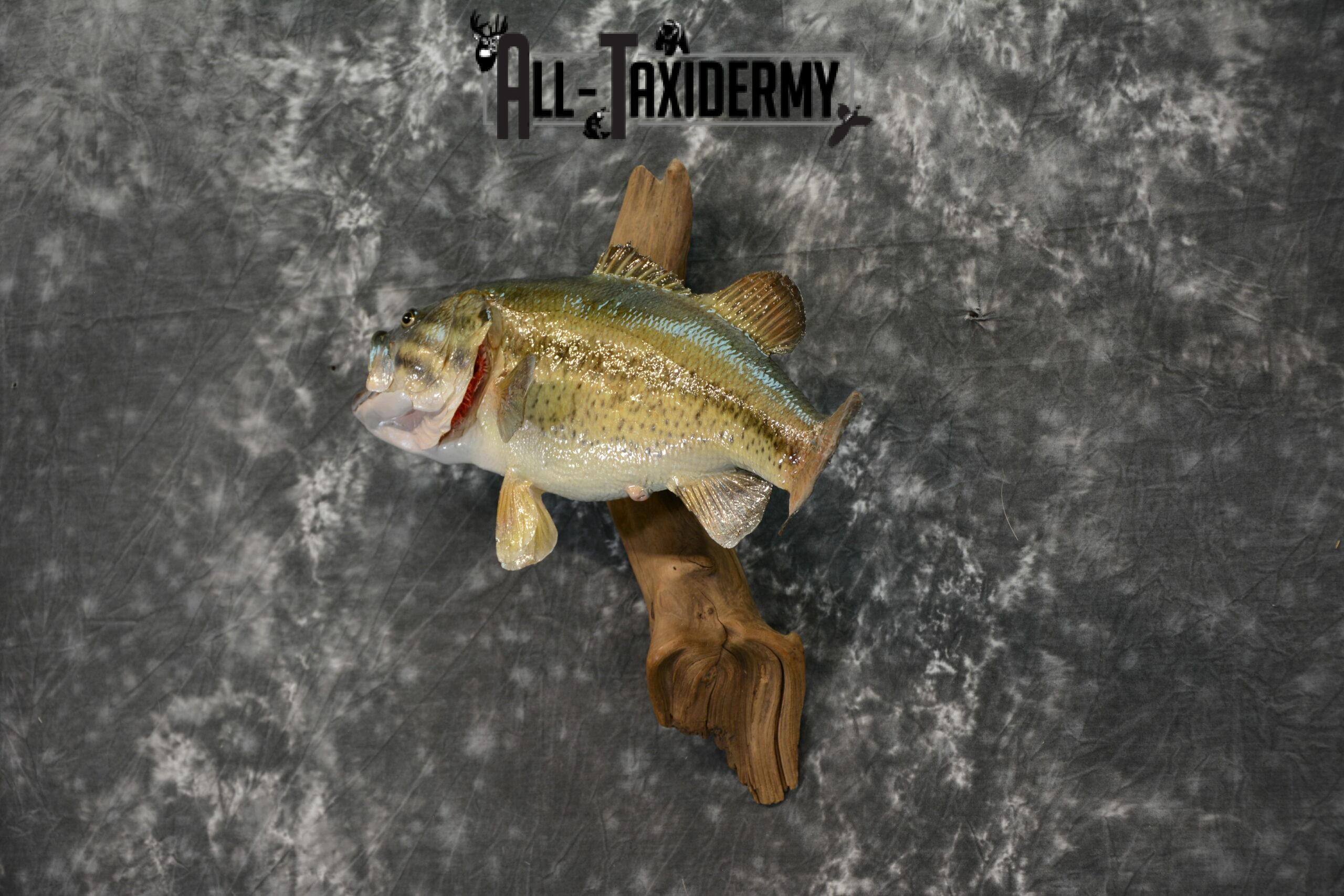 Largemouth Bass Taxidermy for Sale SKU 1101 - Image 3