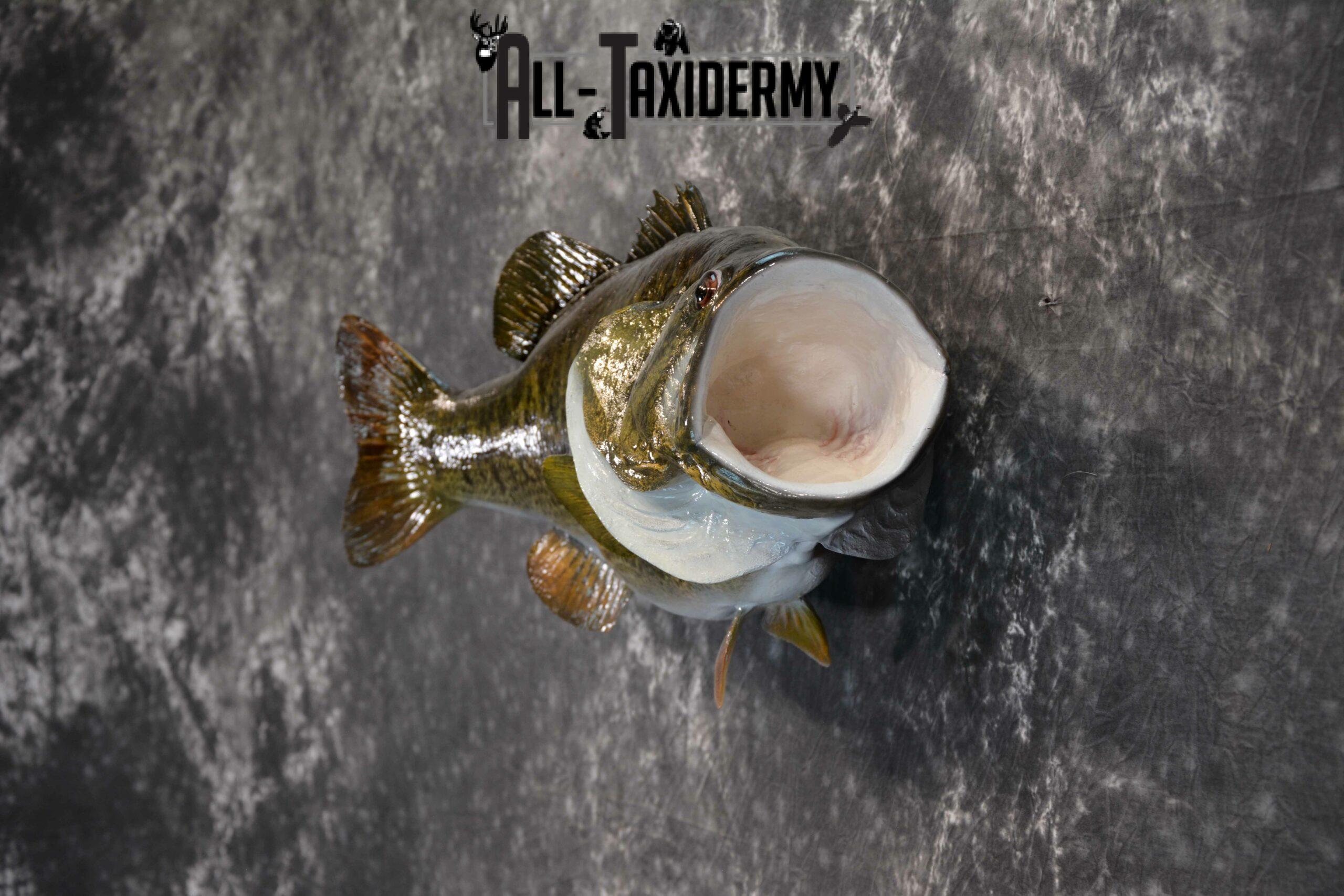 Largemouth Bass Taxidermy for Sale SKU 1172 - Image 4