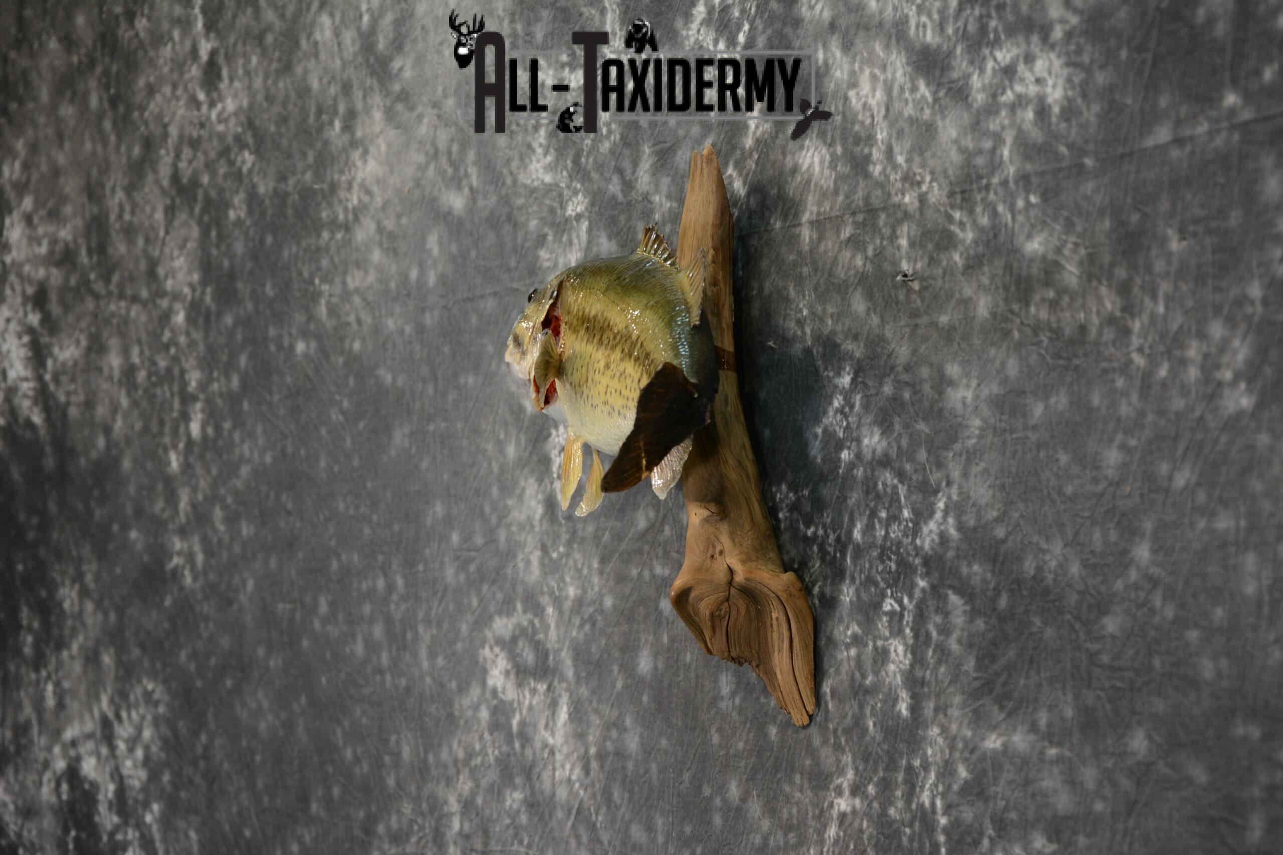 Largemouth Bass Taxidermy for Sale SKU 1101 - Image 4