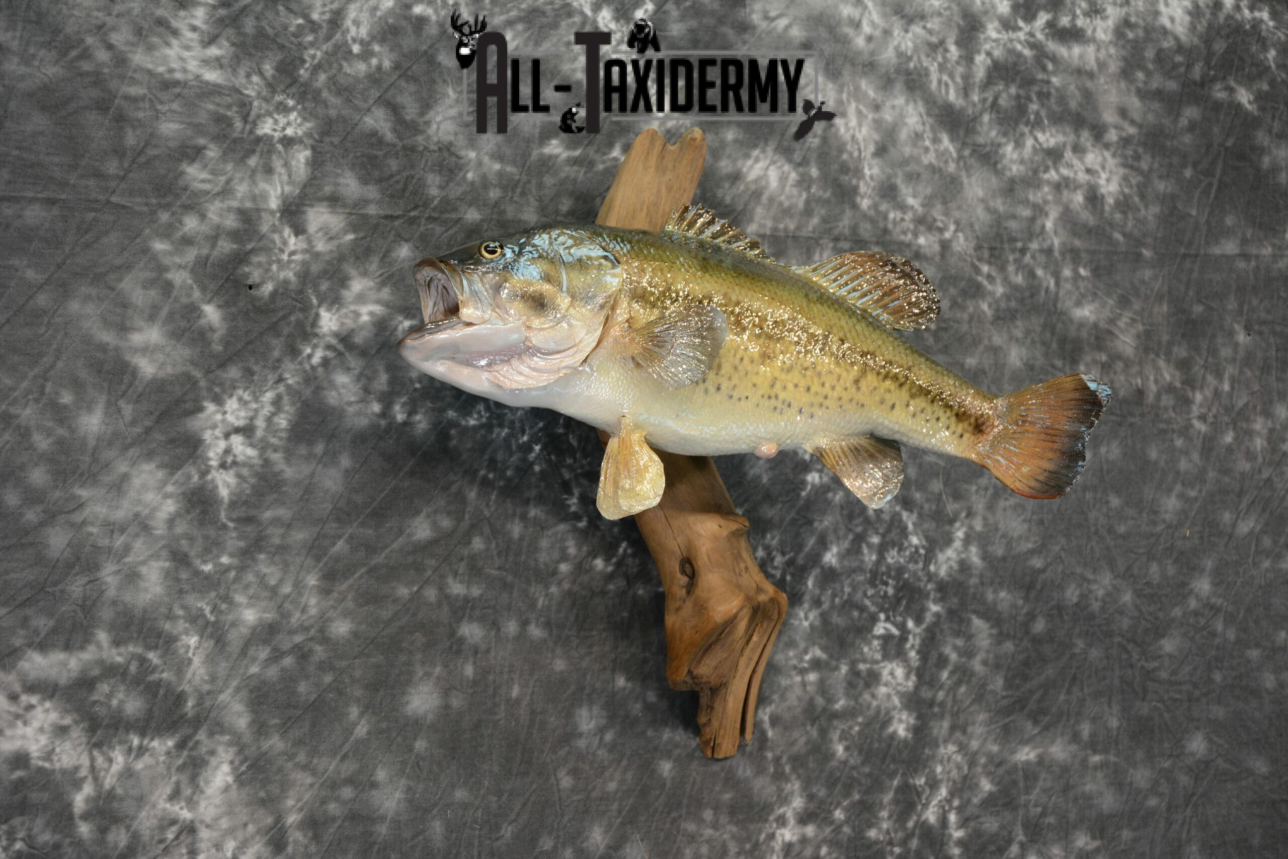Largemouth Bass Taxidermy for Sale SKU 1101 - Image 5