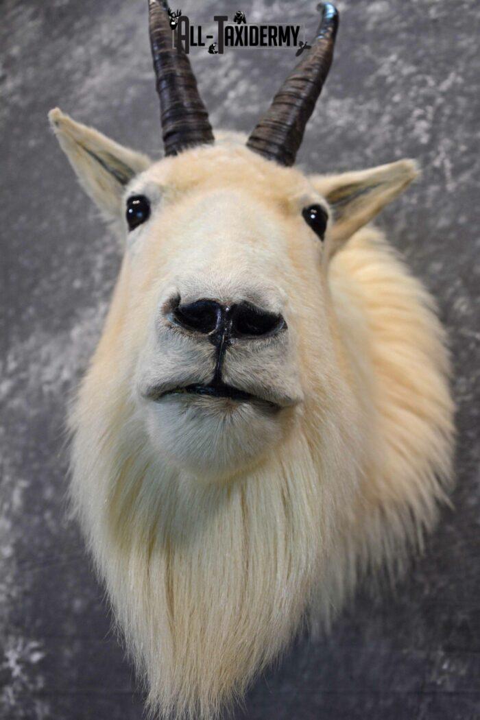 Mountain Goat Taxidermy