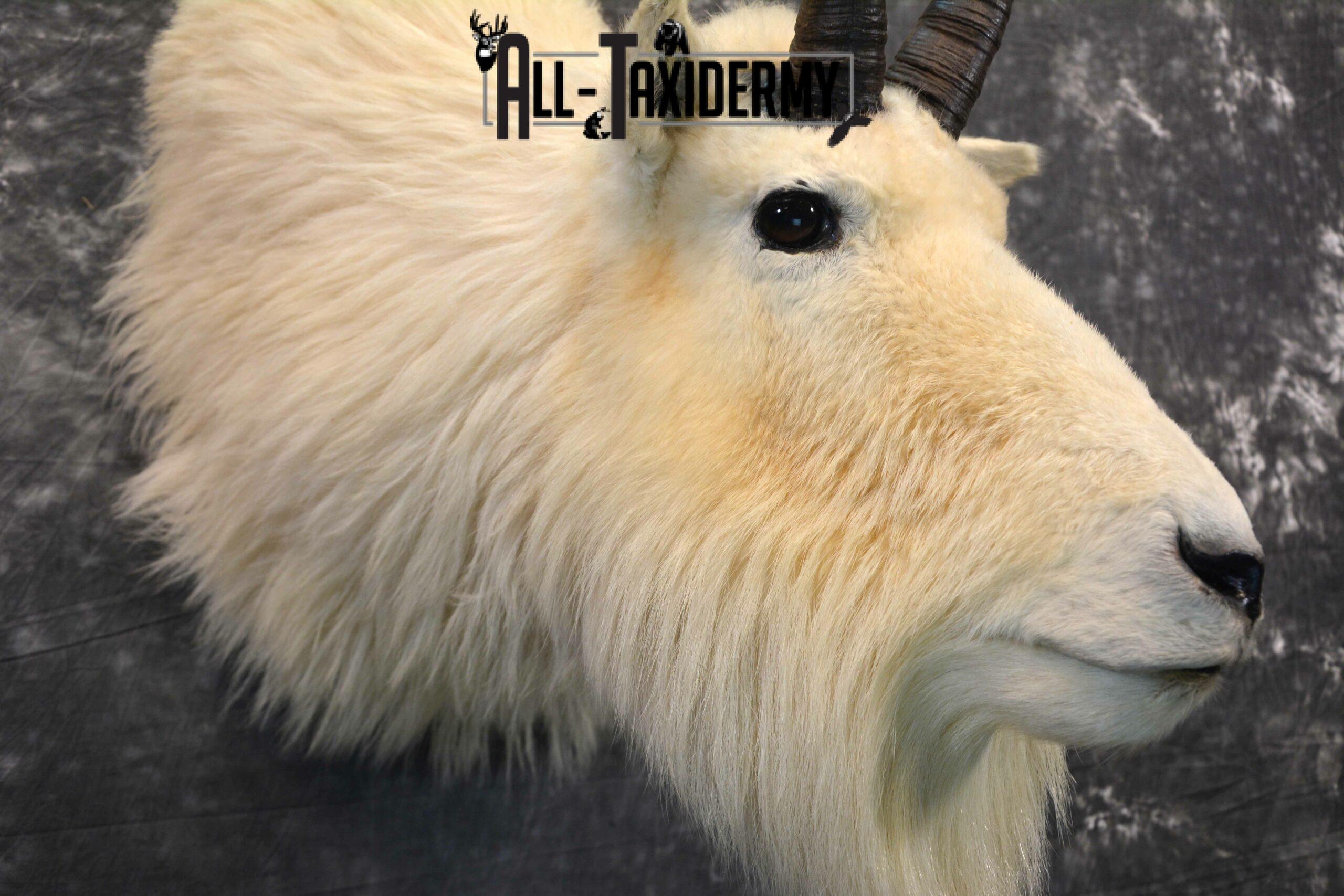 Mountain Goat Taxidermy for Sale SKU 1142 - Image 7