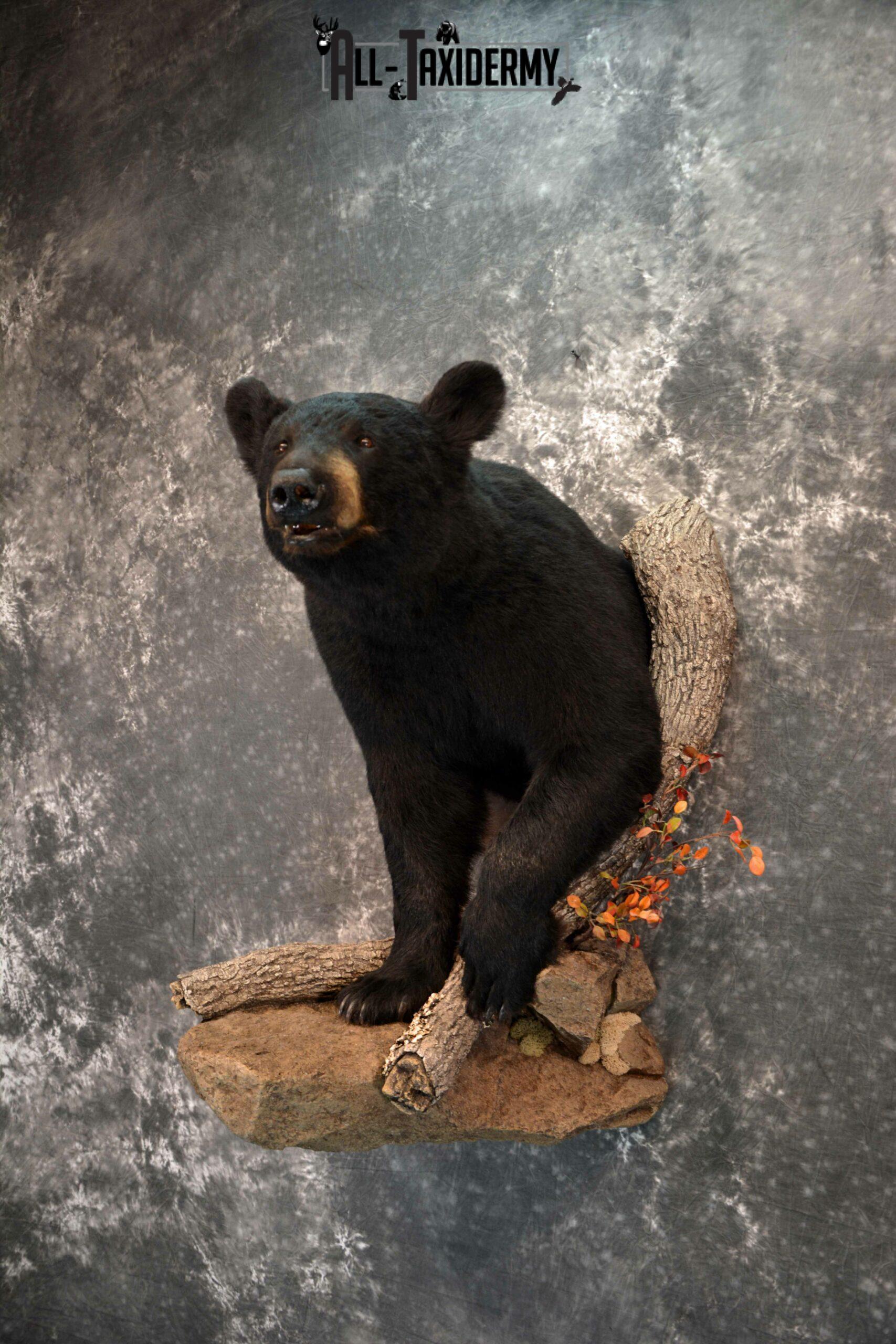 Black Bear Taxidermy mount for Sale SKU 1179 - Image 2