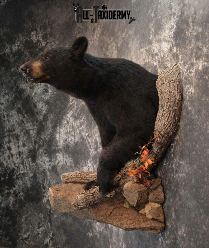 Mounted Black Bear