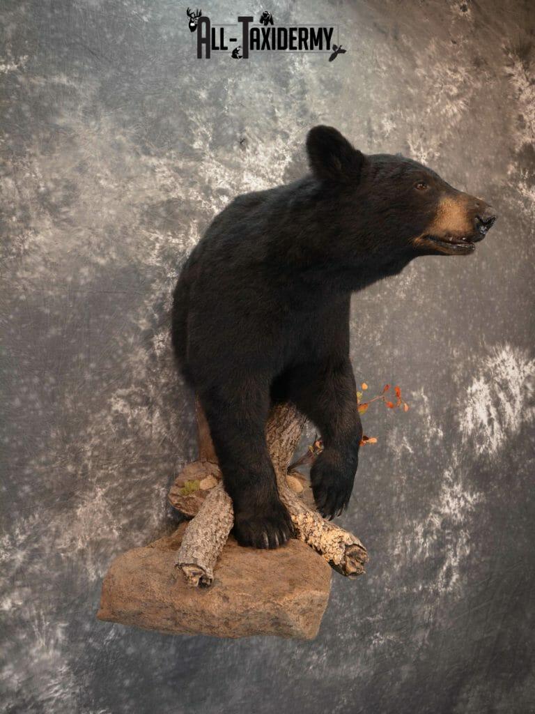 Black Bear Taxidermy mount for Sale SKU 1179 - All Taxidermy