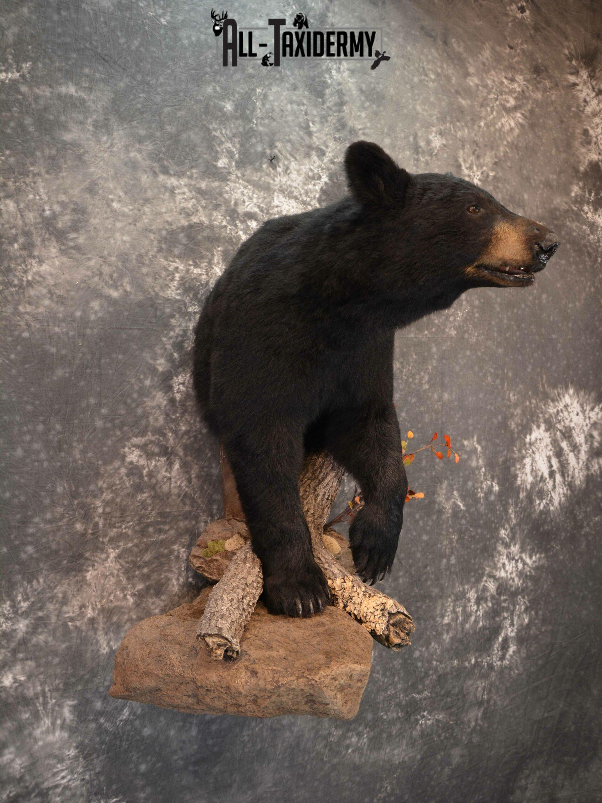 Black Bear Taxidermy mount for Sale SKU 1179 - Image 4