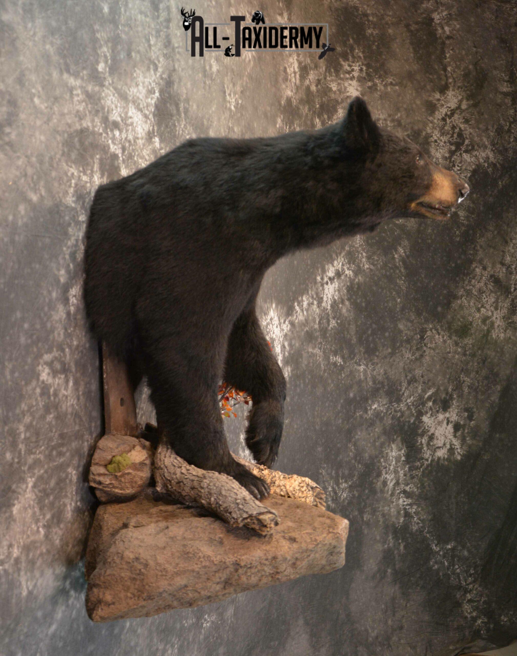 Black Bear Taxidermy mount for Sale SKU 1179 - Image 3
