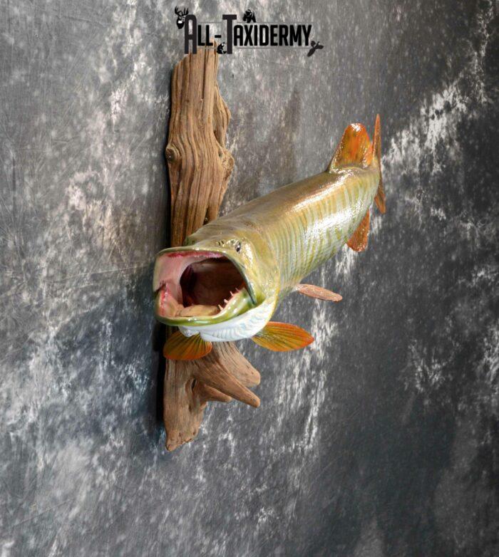 Mounted Hybrid Musky