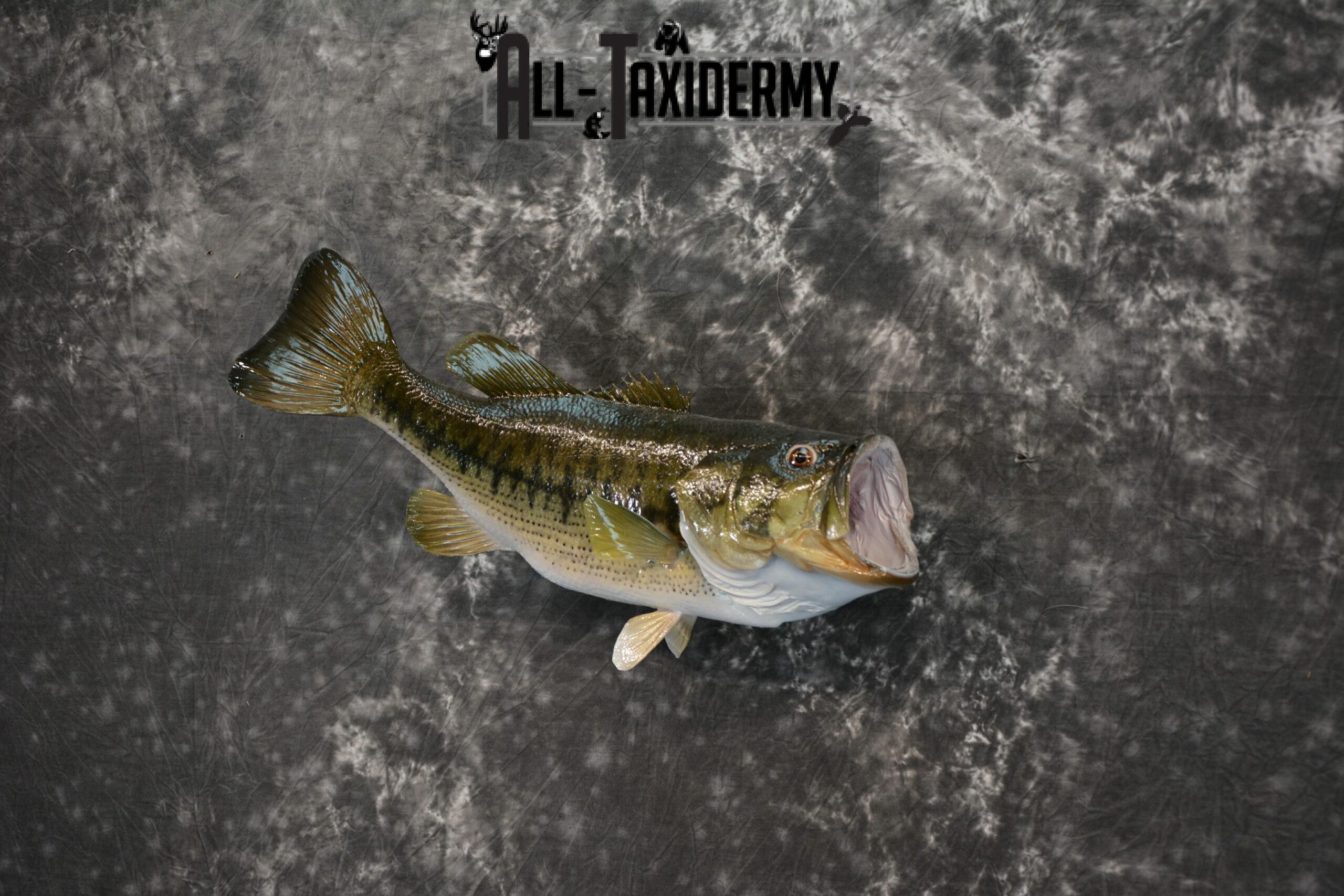 Largemouth Bass Taxidermy for Sale SKU 1177 - Image 3