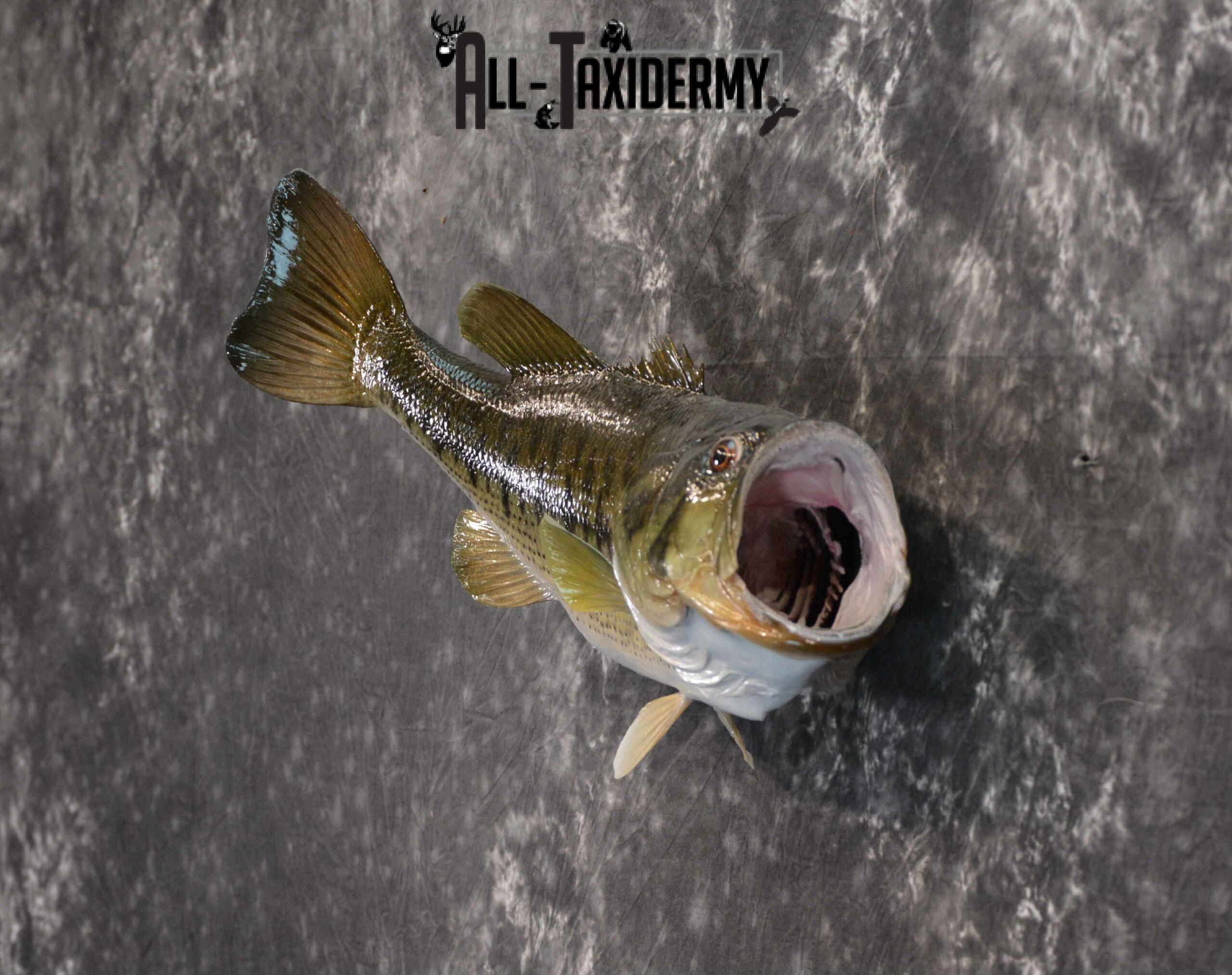 Largemouth Bass Taxidermy for Sale SKU 1177 - Image 4