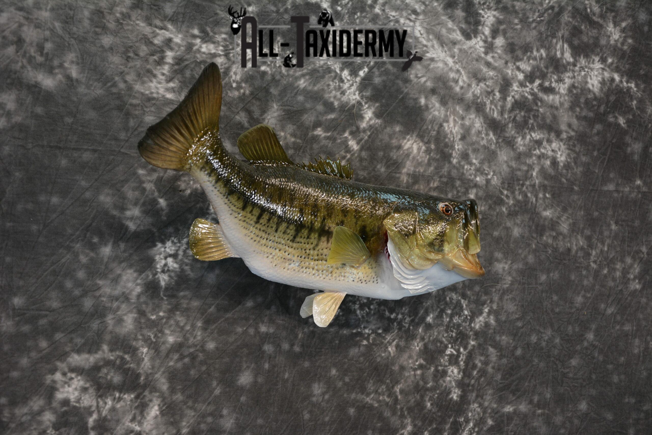 Largemouth Bass Taxidermy for Sale SKU 1177 - Image 5